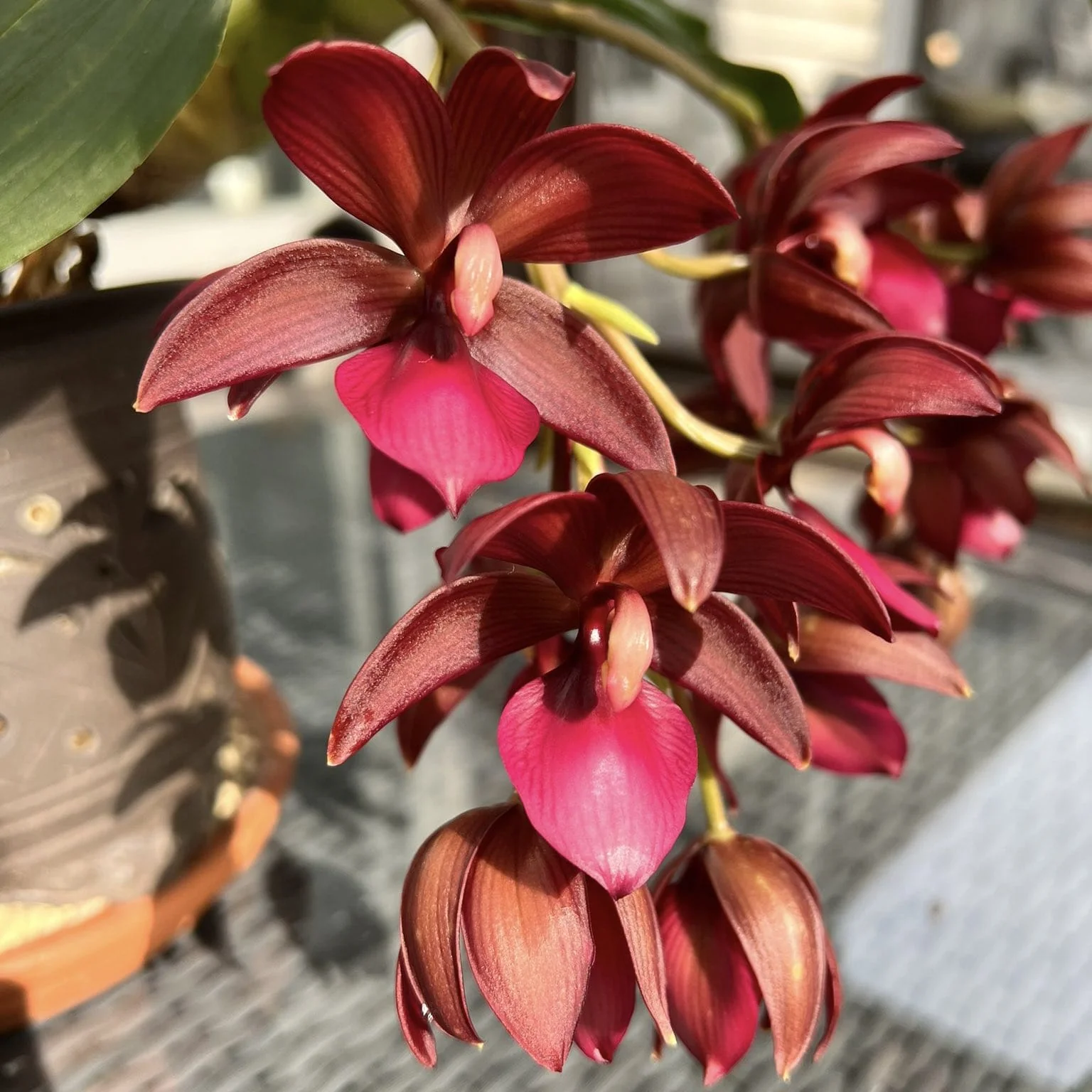 Cycnodes Wine Delight 'JEM’ FCC/AOS- flori parfumate