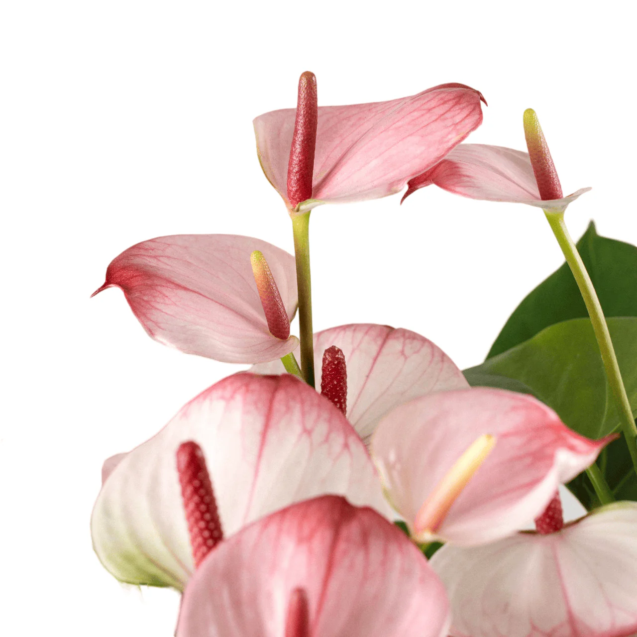 Anthurium Princess Amalia Elegance (Floarea Flamingo)