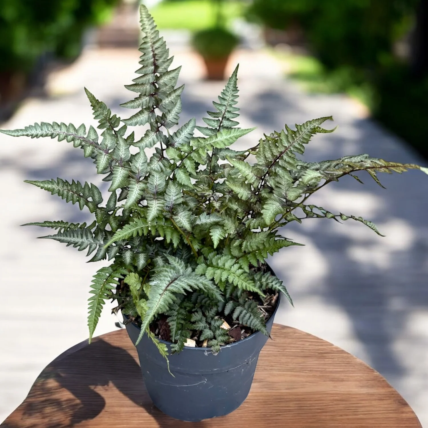 Athyrium niponicum ‘Metallicum’ – feriga japoneza cu reflexe argintii si nuante purpurii