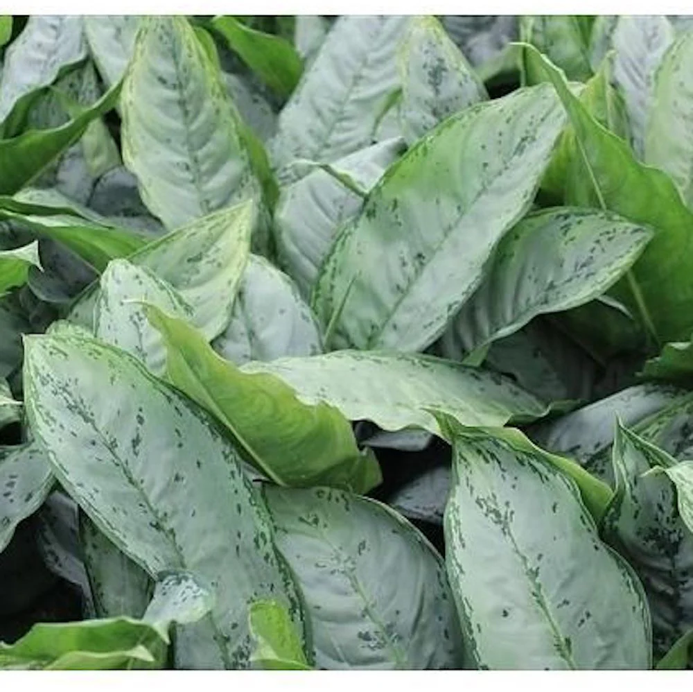 Aglaonema Freedman XL