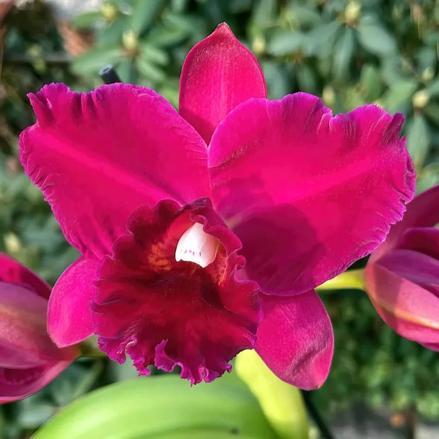 Rlc. Hsinying Scarlet 'Cherry’ parfumata