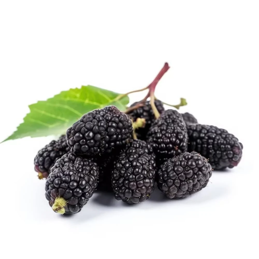 Dud – Morus nigra 'Black Persian’