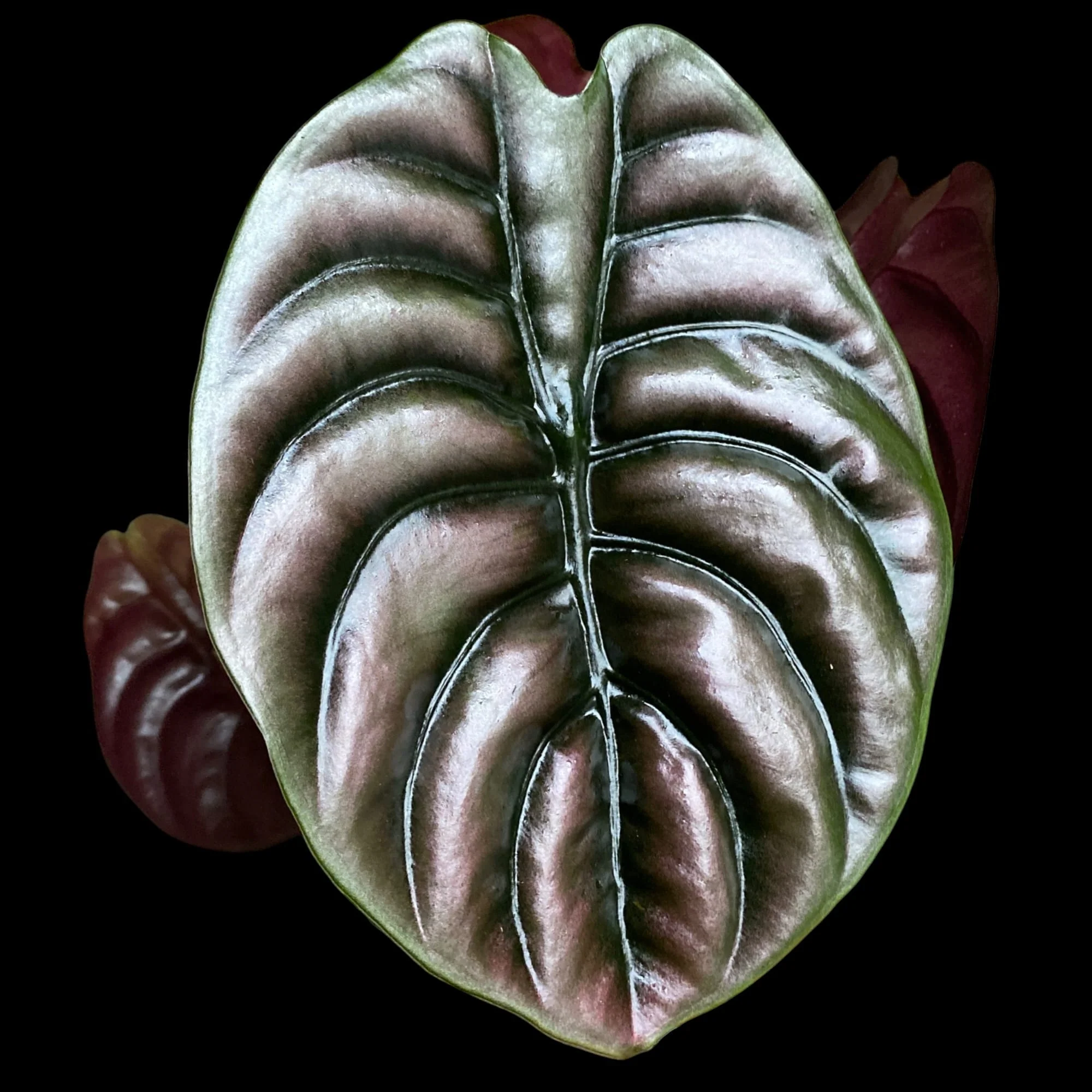 Alocasia cuprea ‘Red Secret’ – Alocasia cu frunze metalice in nuante de cupru si burgundy
