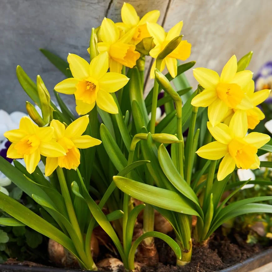 Narcise galbene – Narcissus 'Tête-à-Tête’