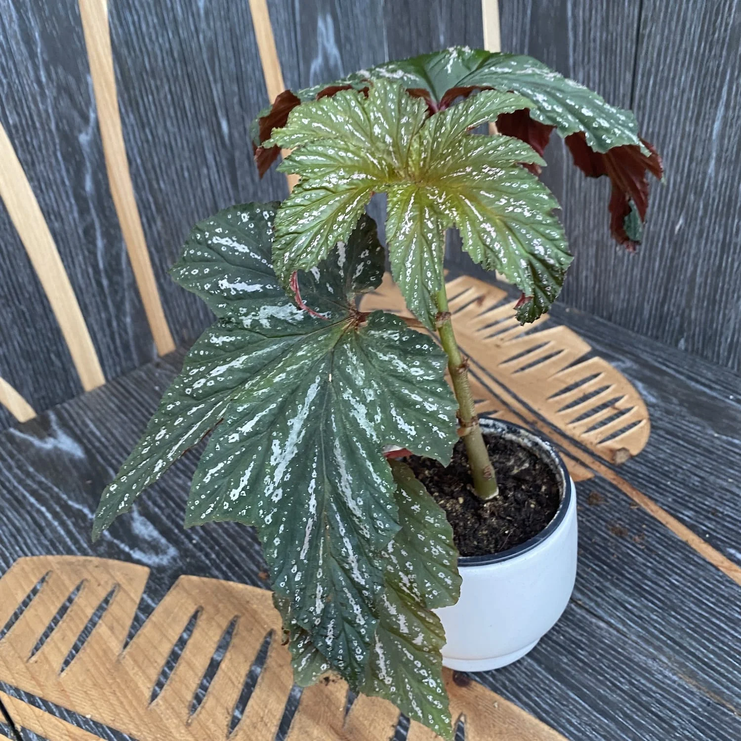 Begonia 'Diadema’