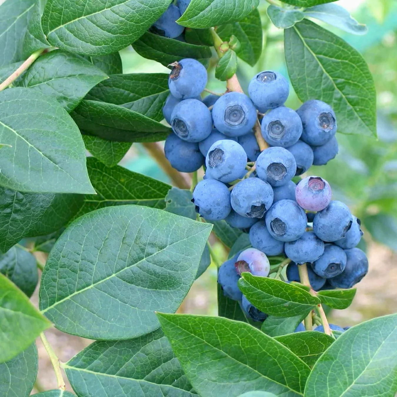 Afin productiv – Vaccinium corymbosum 'Goldtraube’
