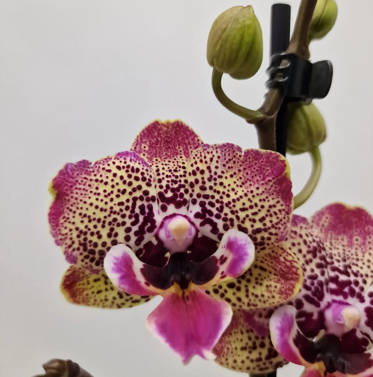Phalaenopsis 'Limited #23′ big lip