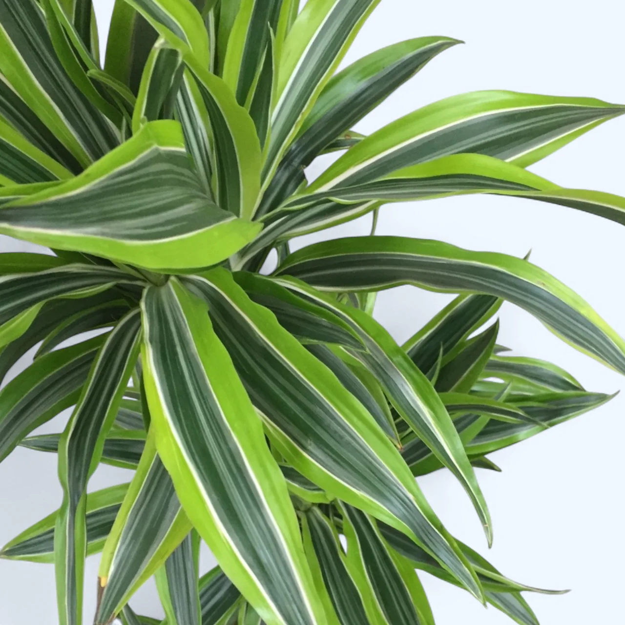 Dracaena fragrans 'Lemon Lime’ 2 tulpini