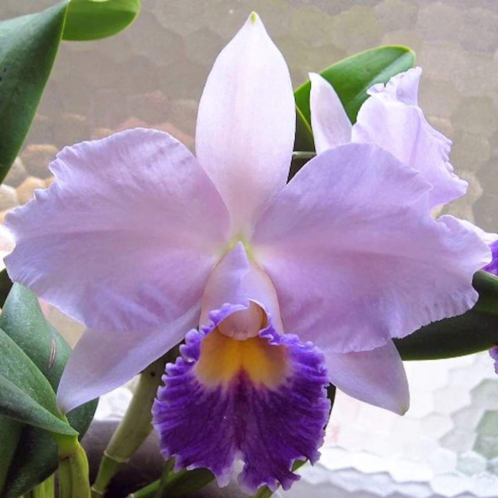 Cattleya Hiroshima Melody 'Blue Genie’