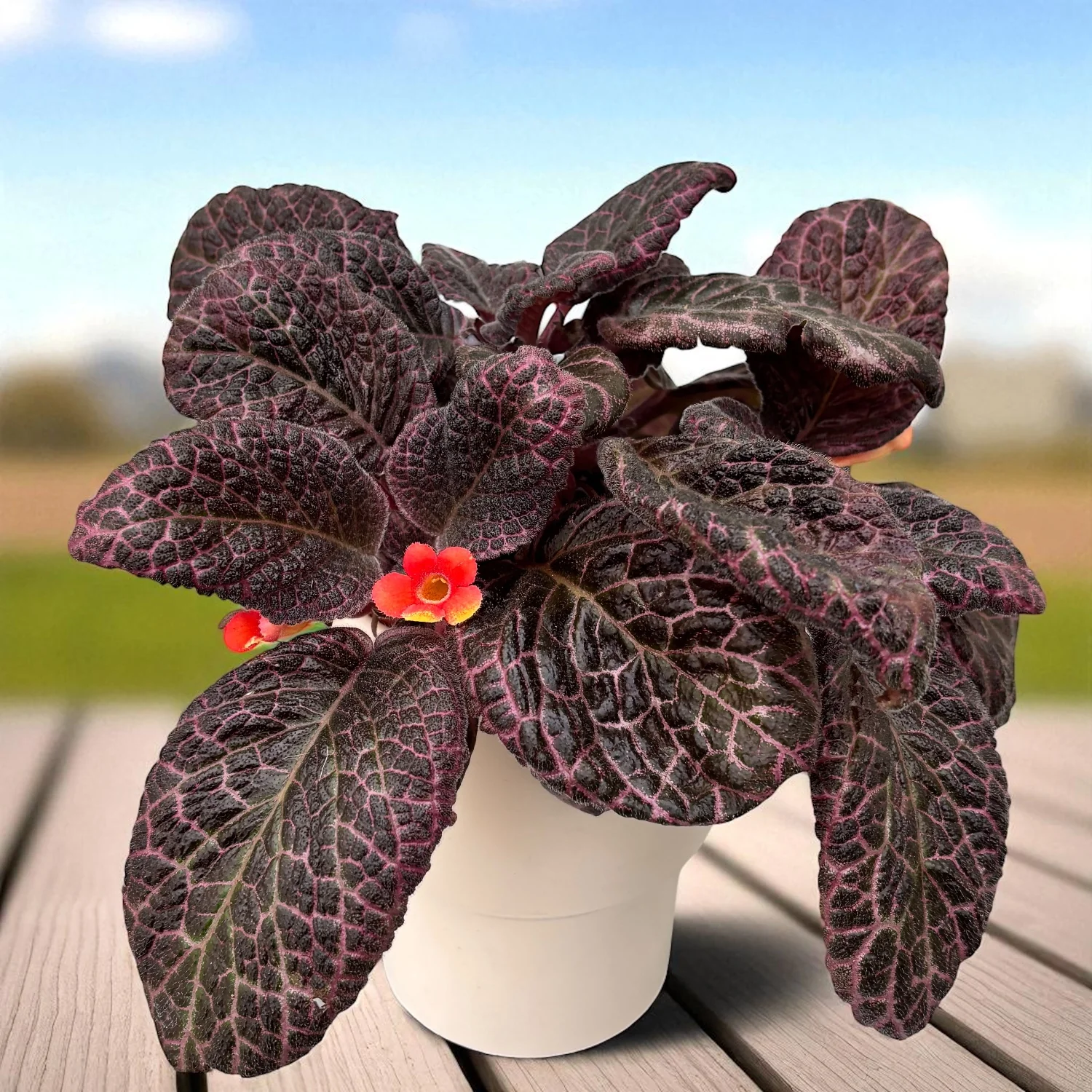 Episcia cupreata 'Country Brilliance’