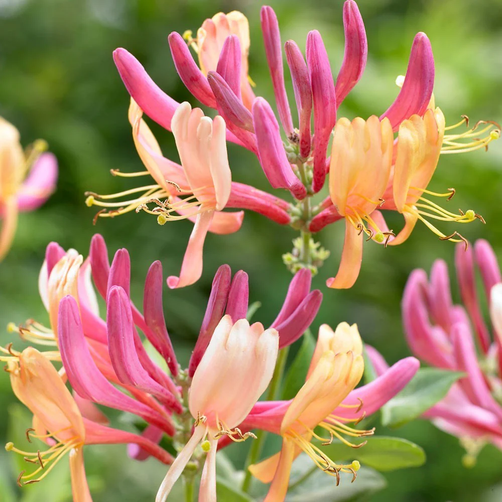 Lonicera 'Heckrottii’ – Mana Maicii Domnului, Caprifoi (evergreen – verde tot anul)
