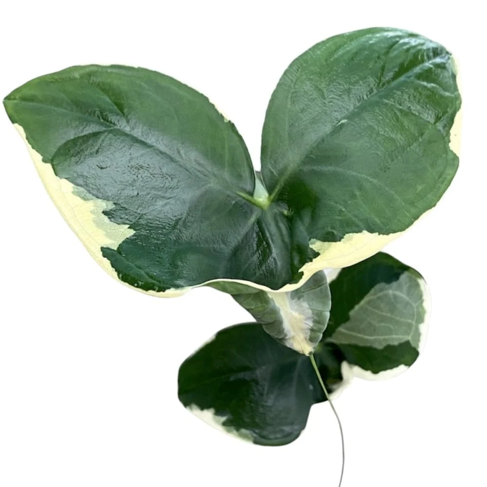 Xanthosoma sagittifolium 'Variegatum Monstrosum’ (Alocasia 'Mickey Mouse’)