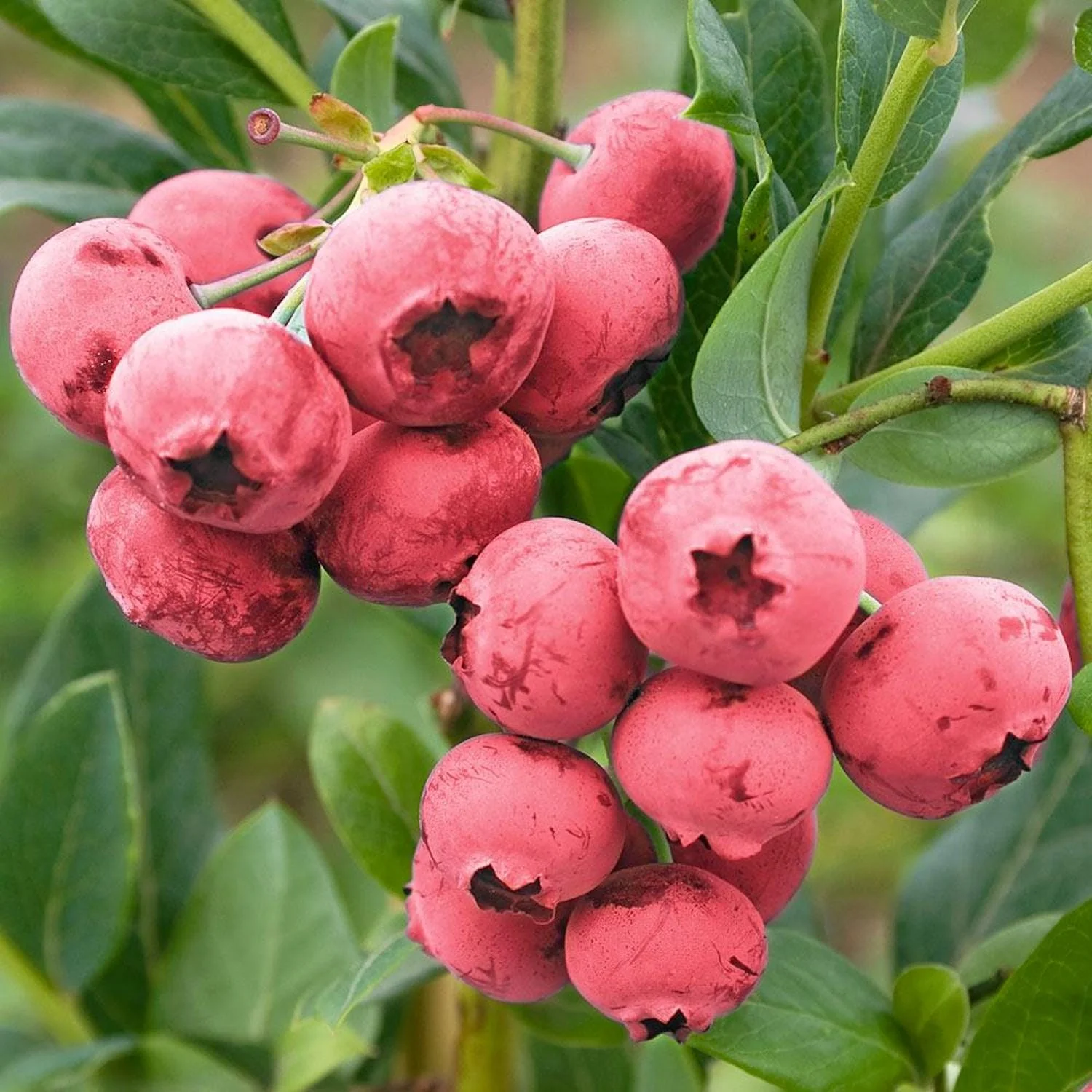 Afin roz – Vaccinium corymbosum 'Pink Lemonade’ (’Pink Marmalade’) – cultura biologica