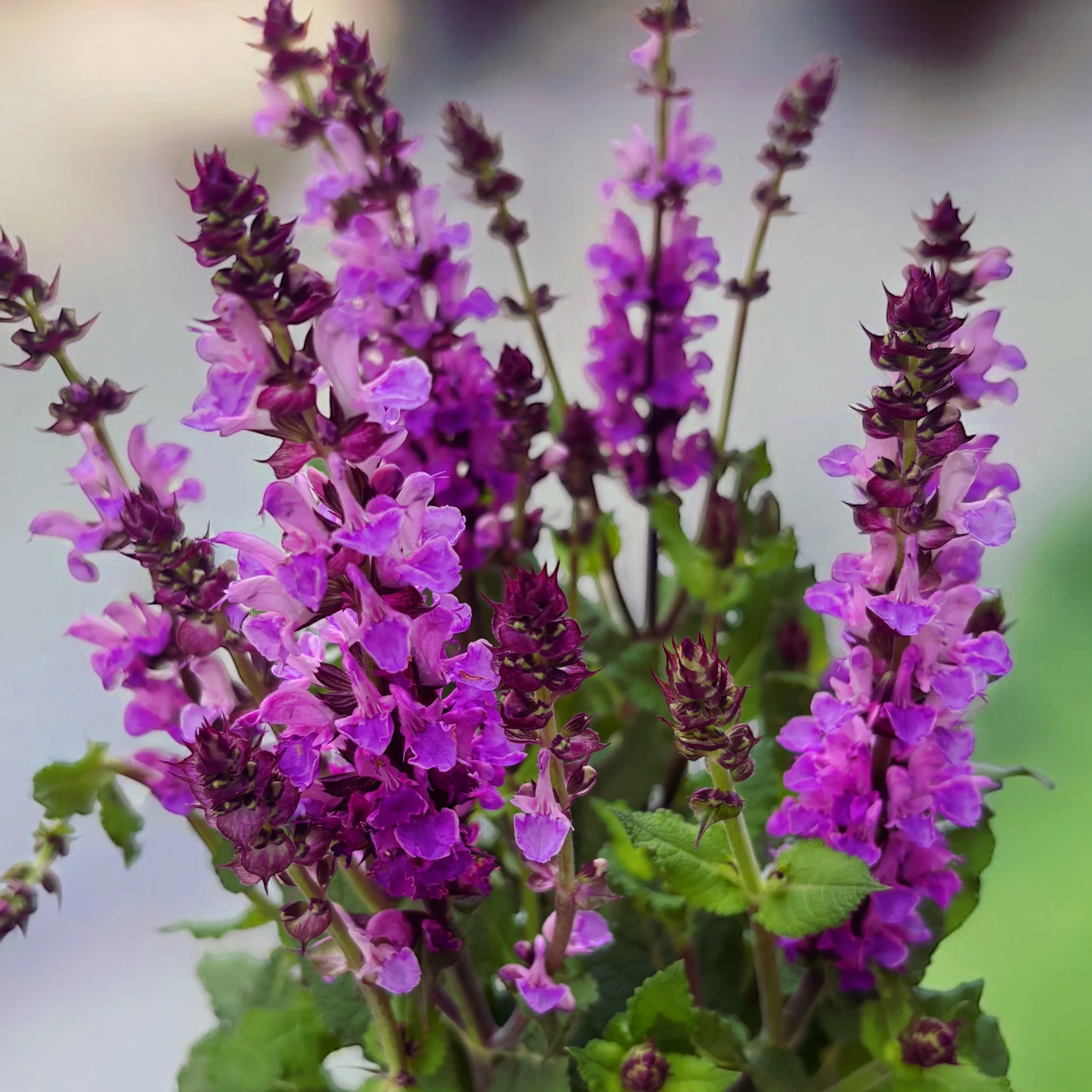 Salvia nemorosa 'Marvel Rose’ – salvie perena compacta cu inflorire roz intens