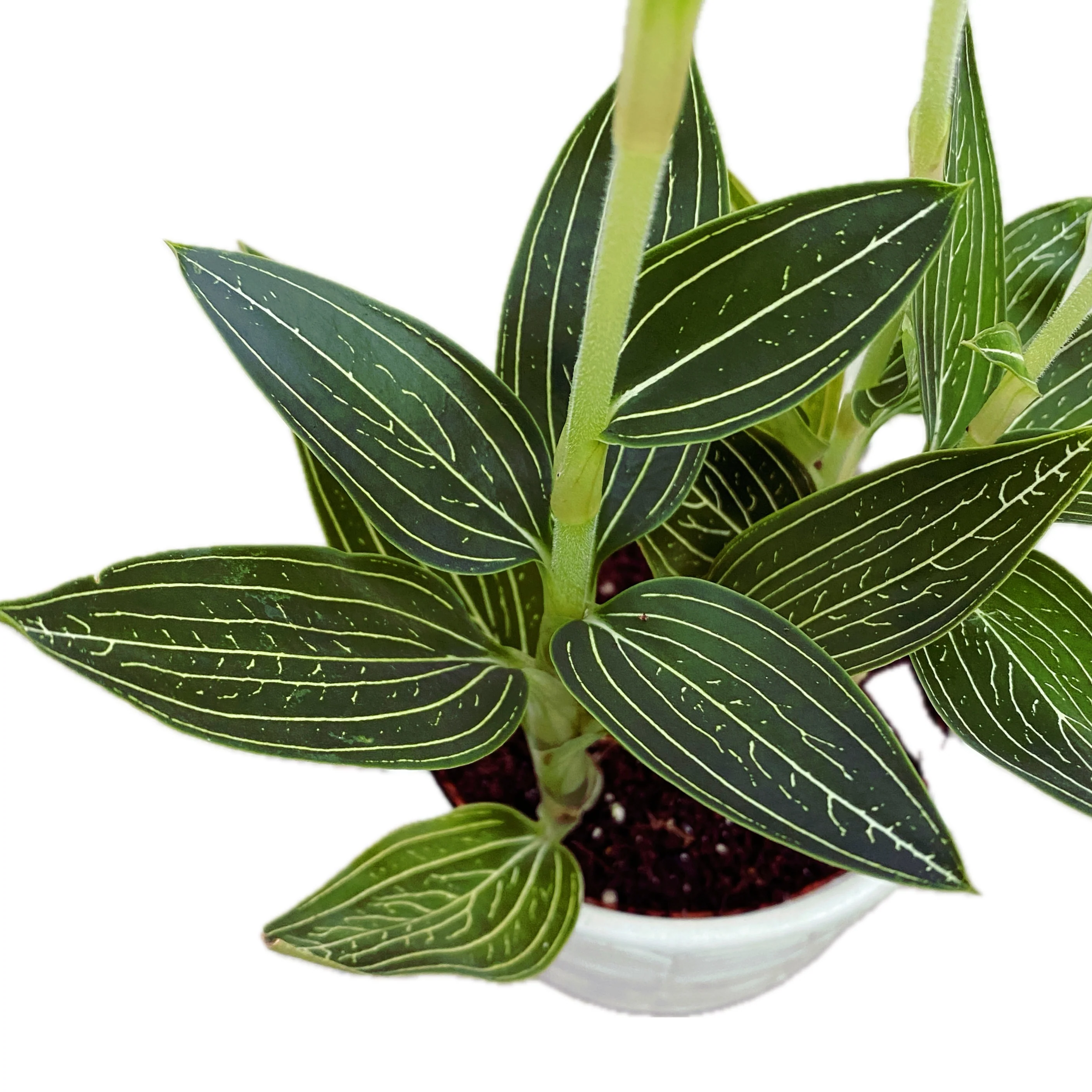 Ludisia discolor 'Alba’