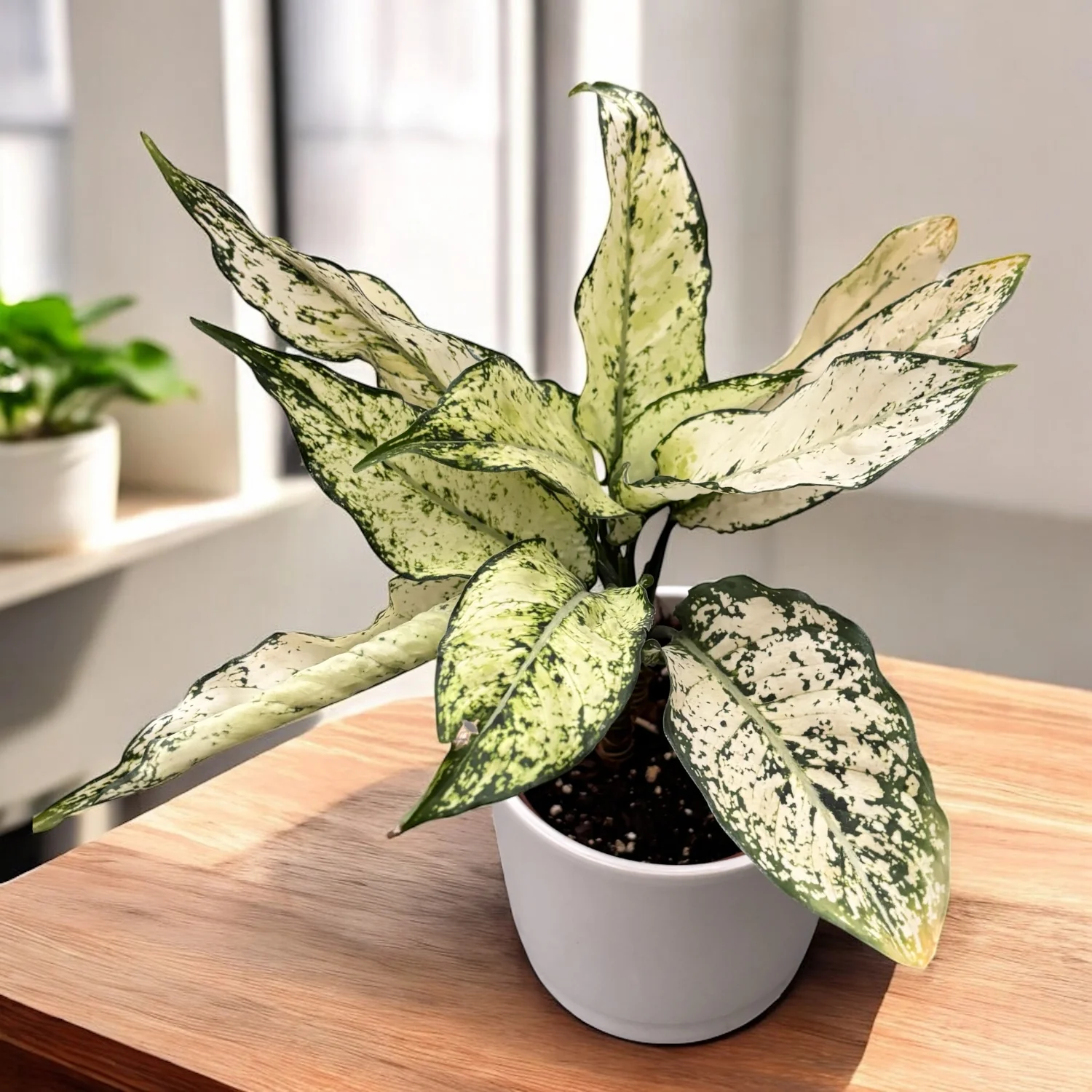 Aglaonema costatum 'First Diamond’ (Kiwi White)
