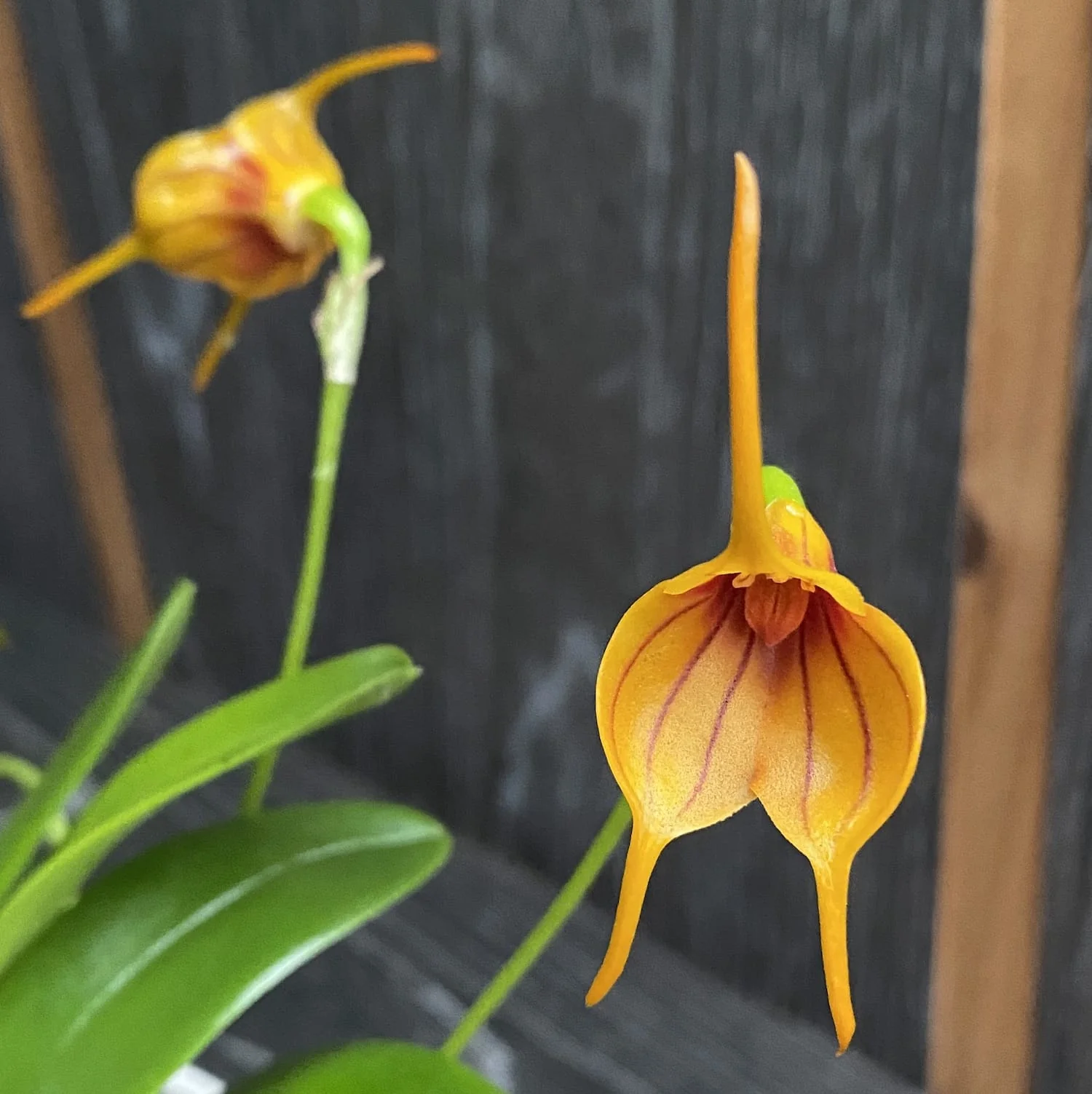 Masdevallia 'Golden Tiger’