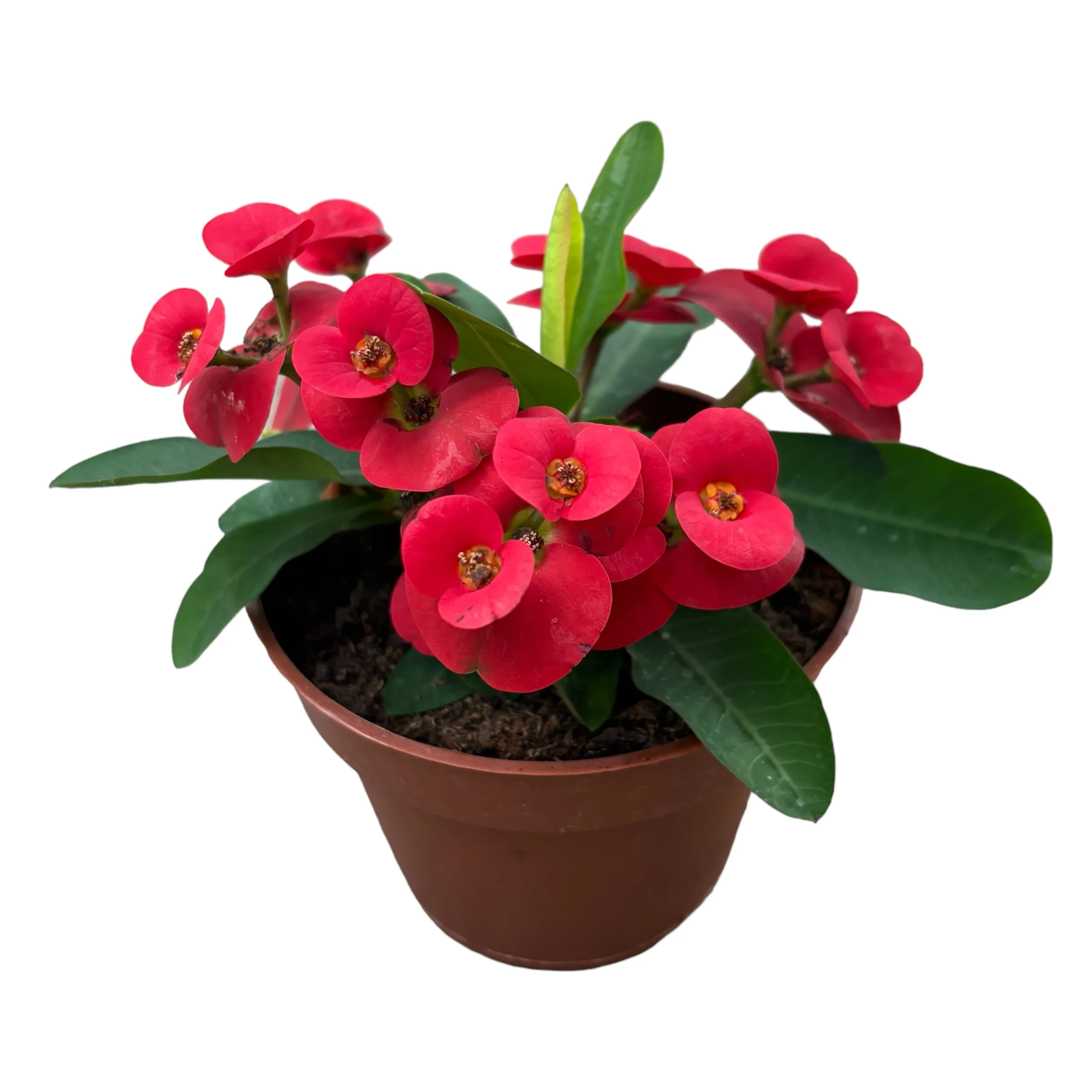 Euphorbia Milii – Coroana lui Isus