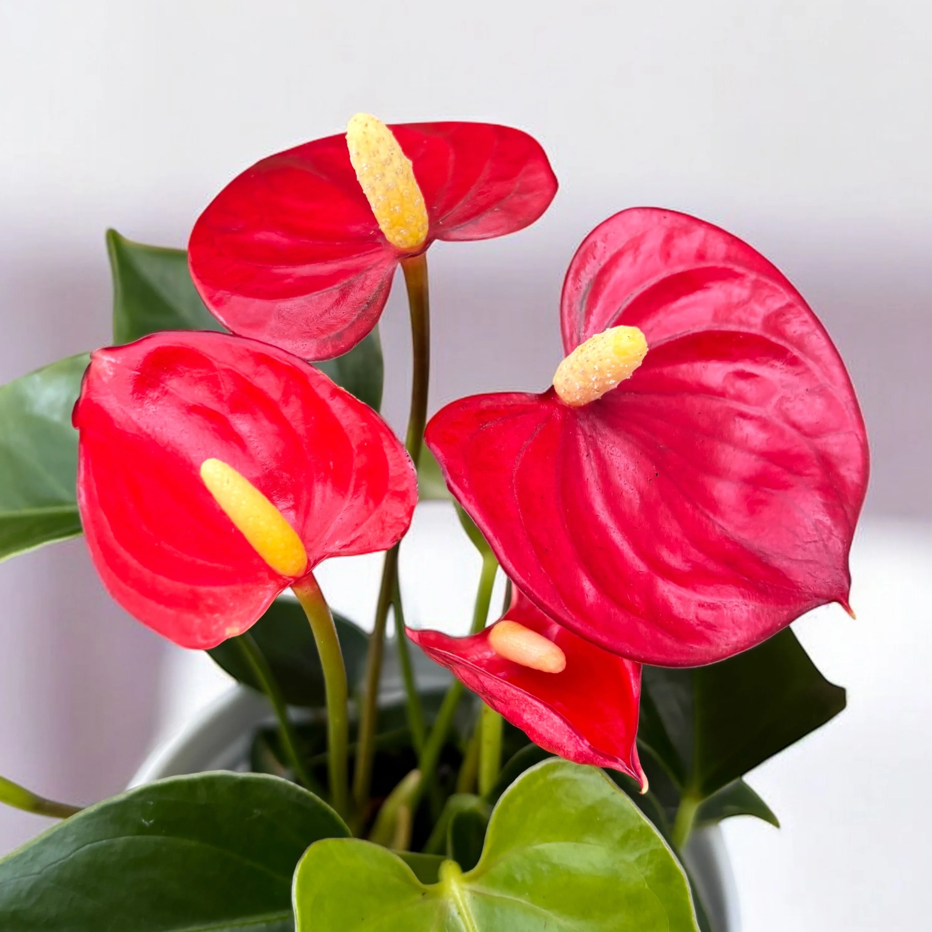 Anthurium 'Royal Champion Red’