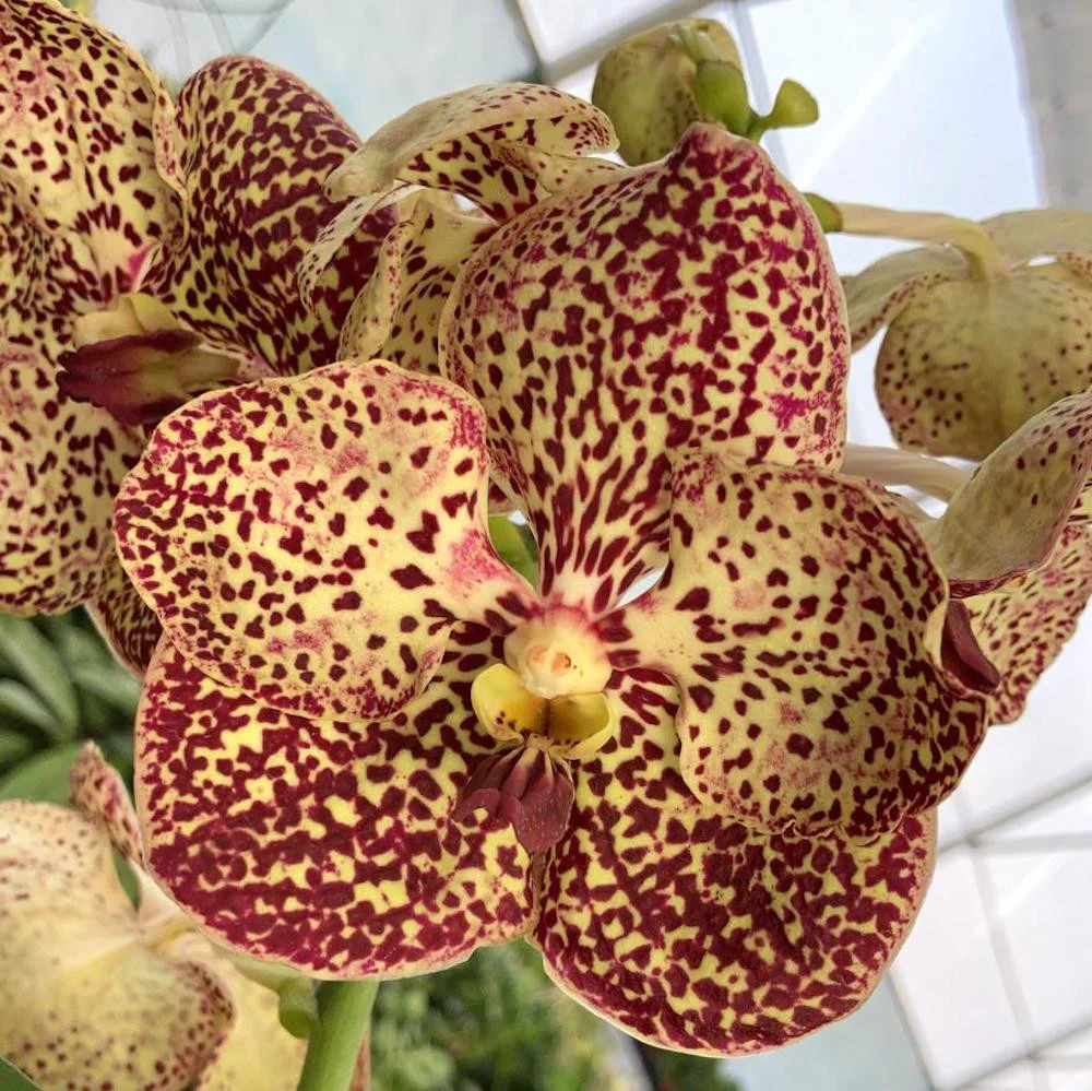 Vanda SUNANDA Ocelot Sienna (ANSU)