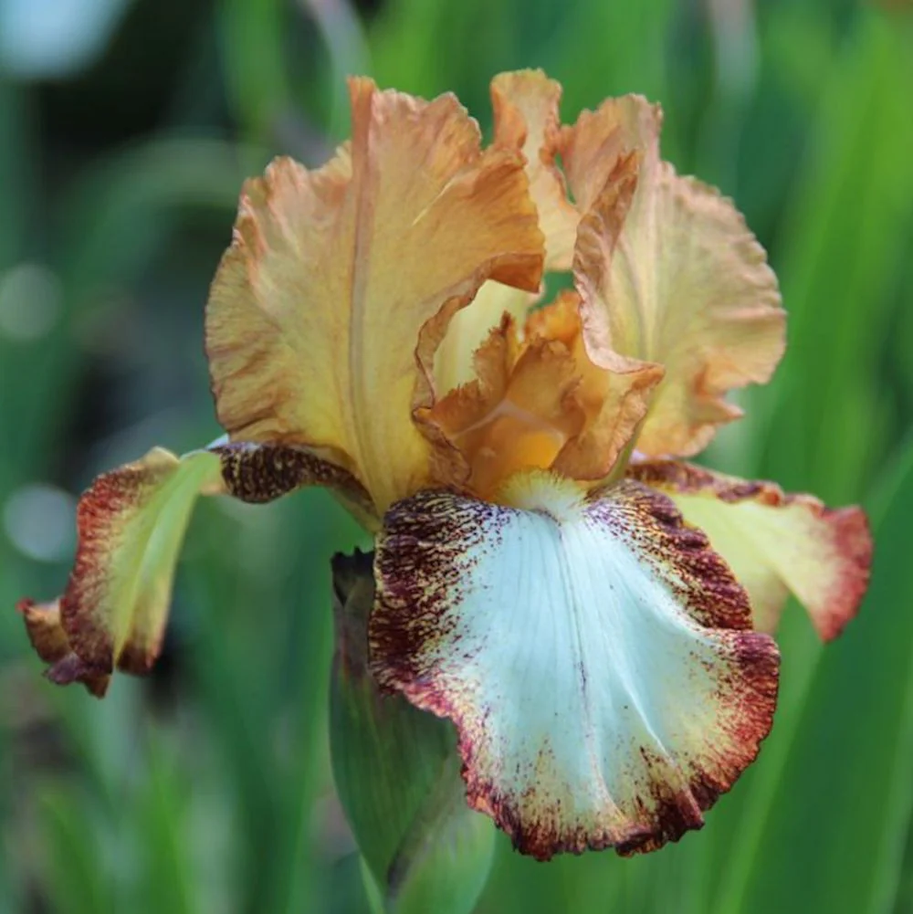 Iris germanica 'Siva Siva’ in ghiveci (stanjenei)