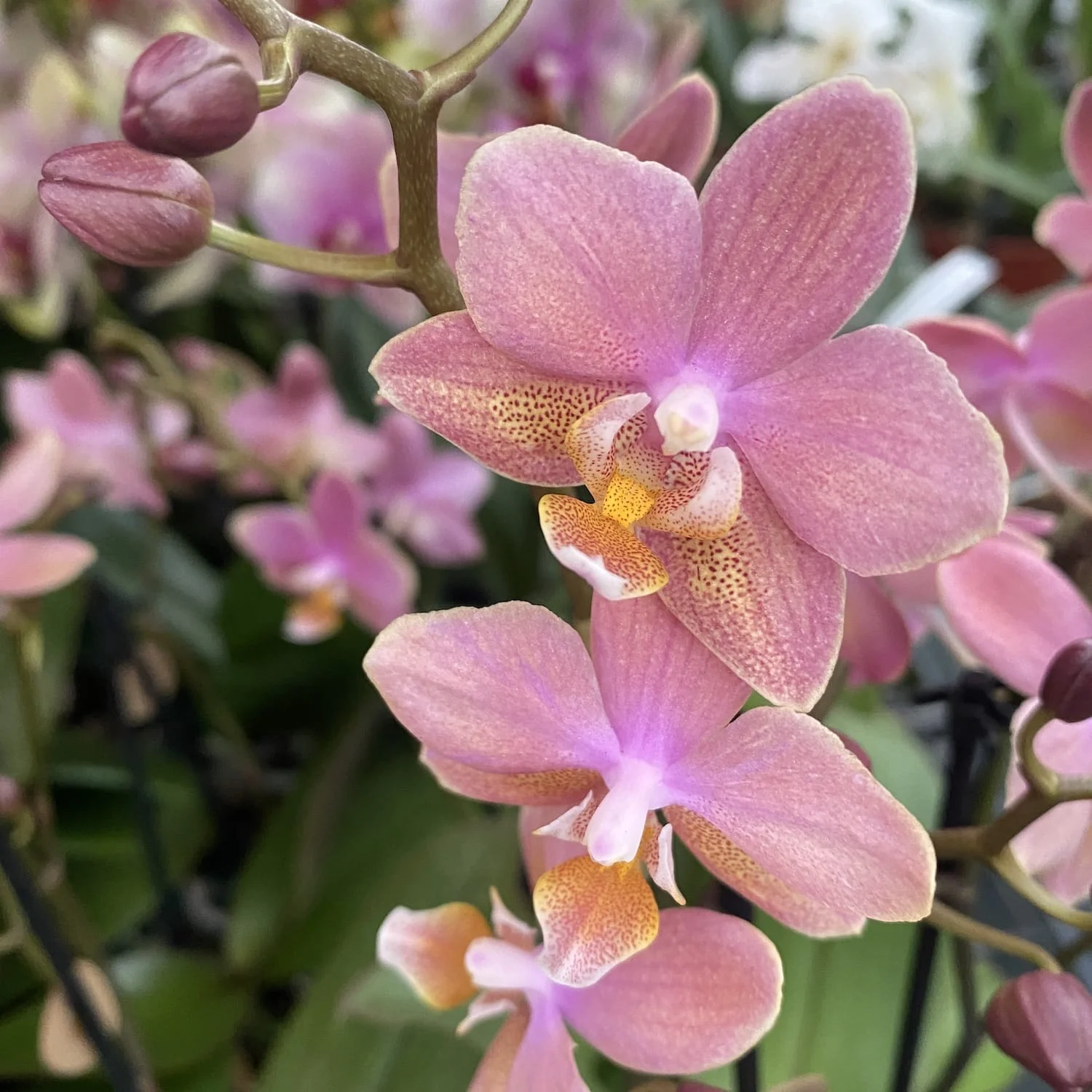 Phalaenopsis Scented Salmon – flori parfumate