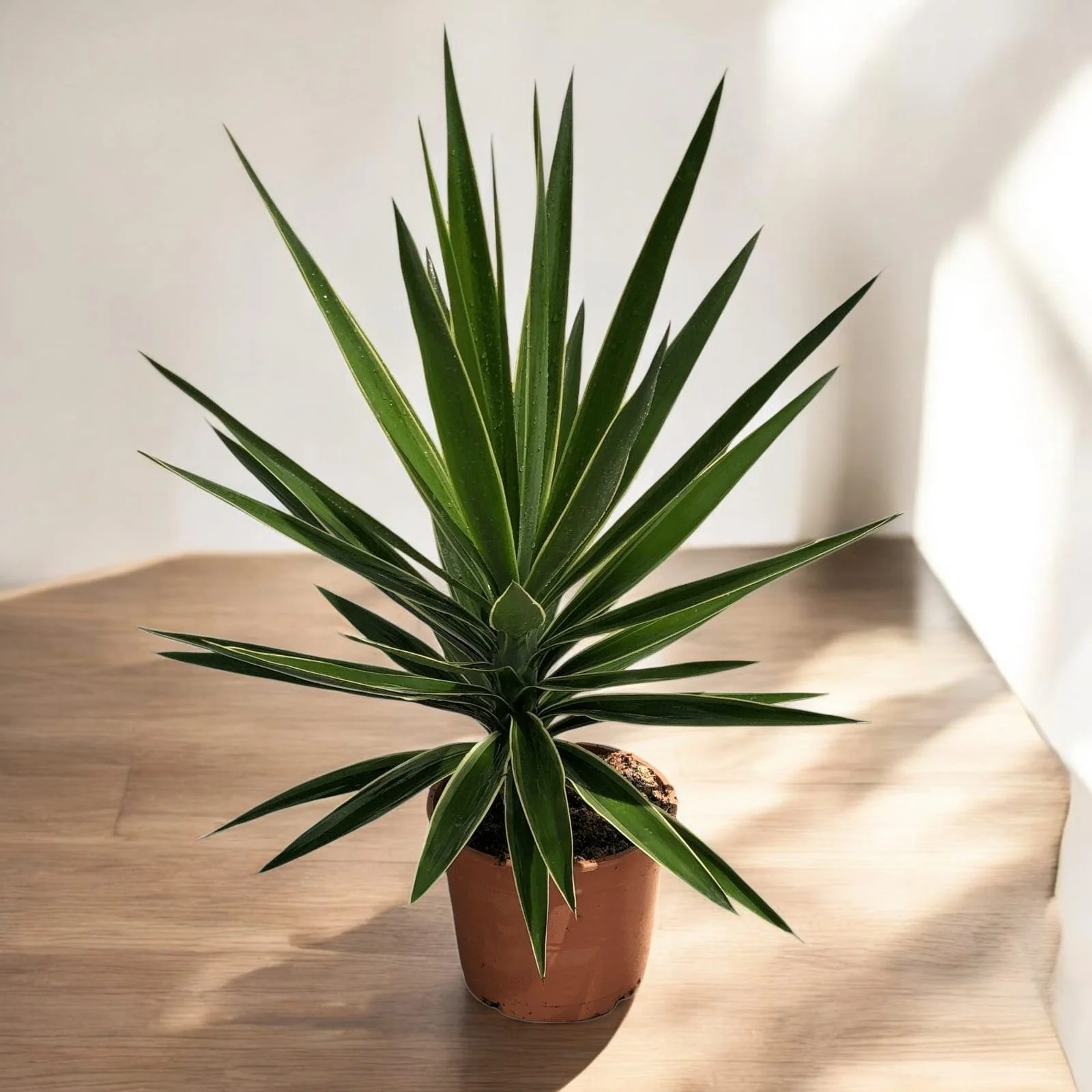 Yucca elephantipes 'Puck’ (variegata)