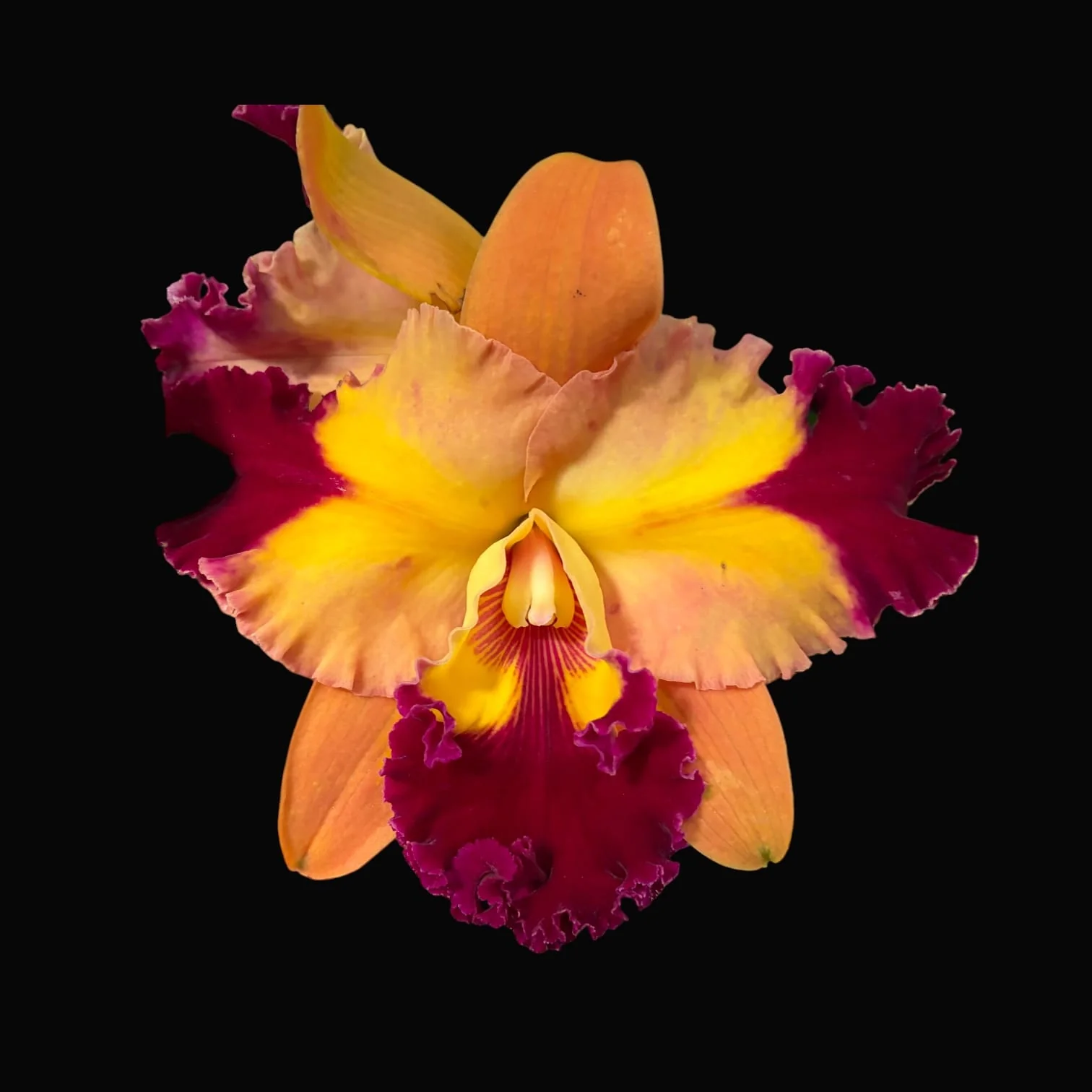 Rlc. Chief Queen 'Lightning’