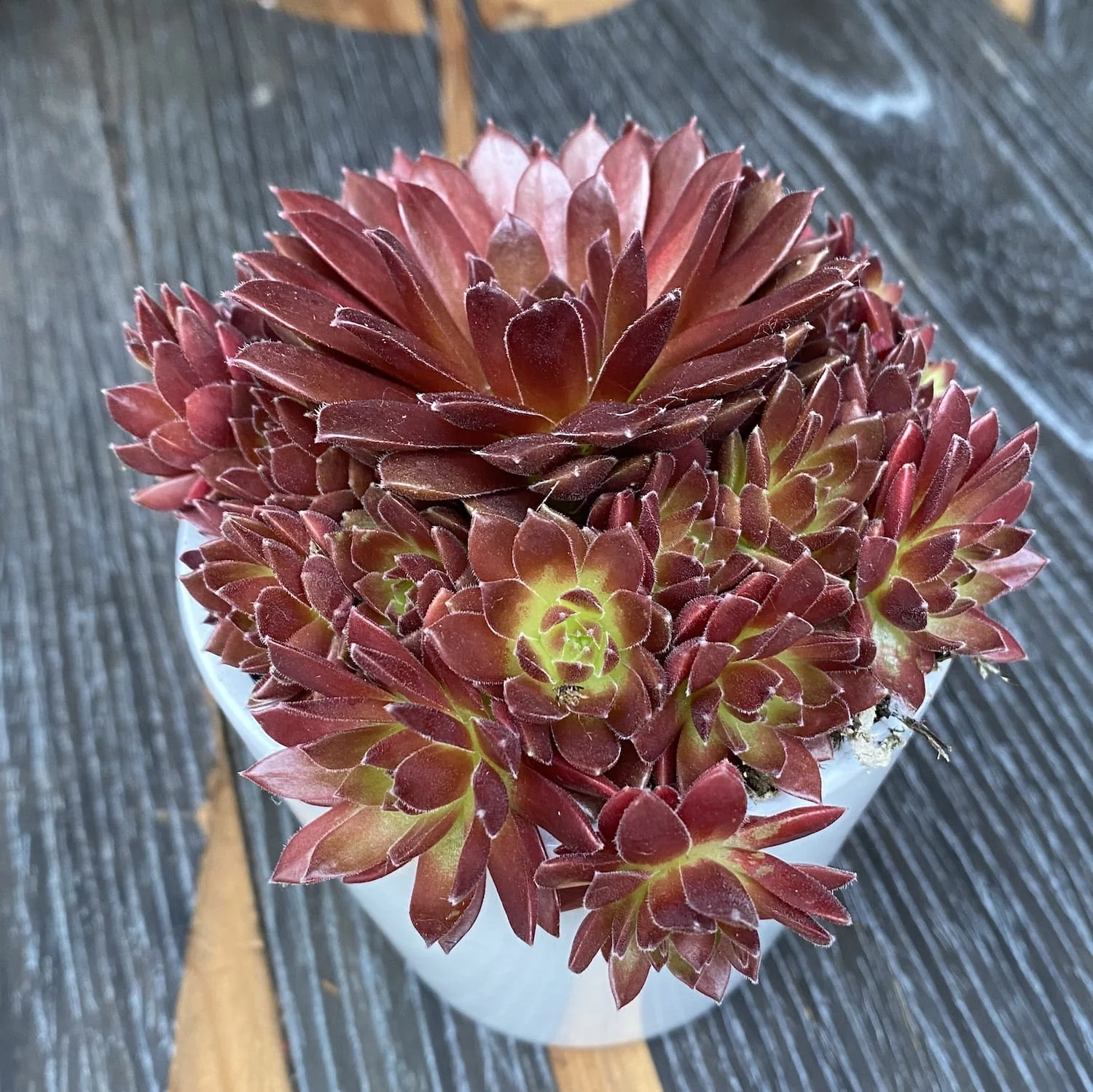 Sempervivum 'Lissabon Wine Red’ – Planta Urechelnita