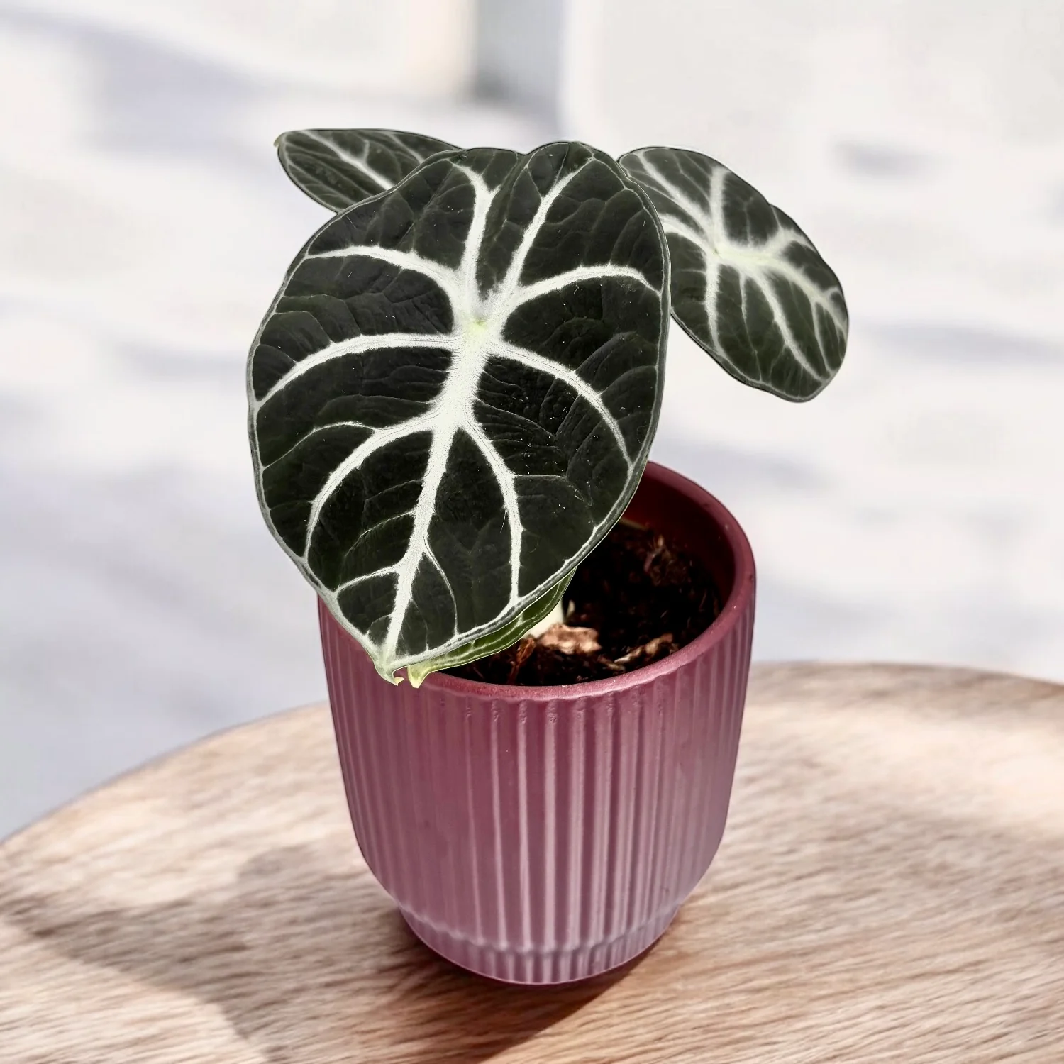 Alocasia reginula 'Ninja’