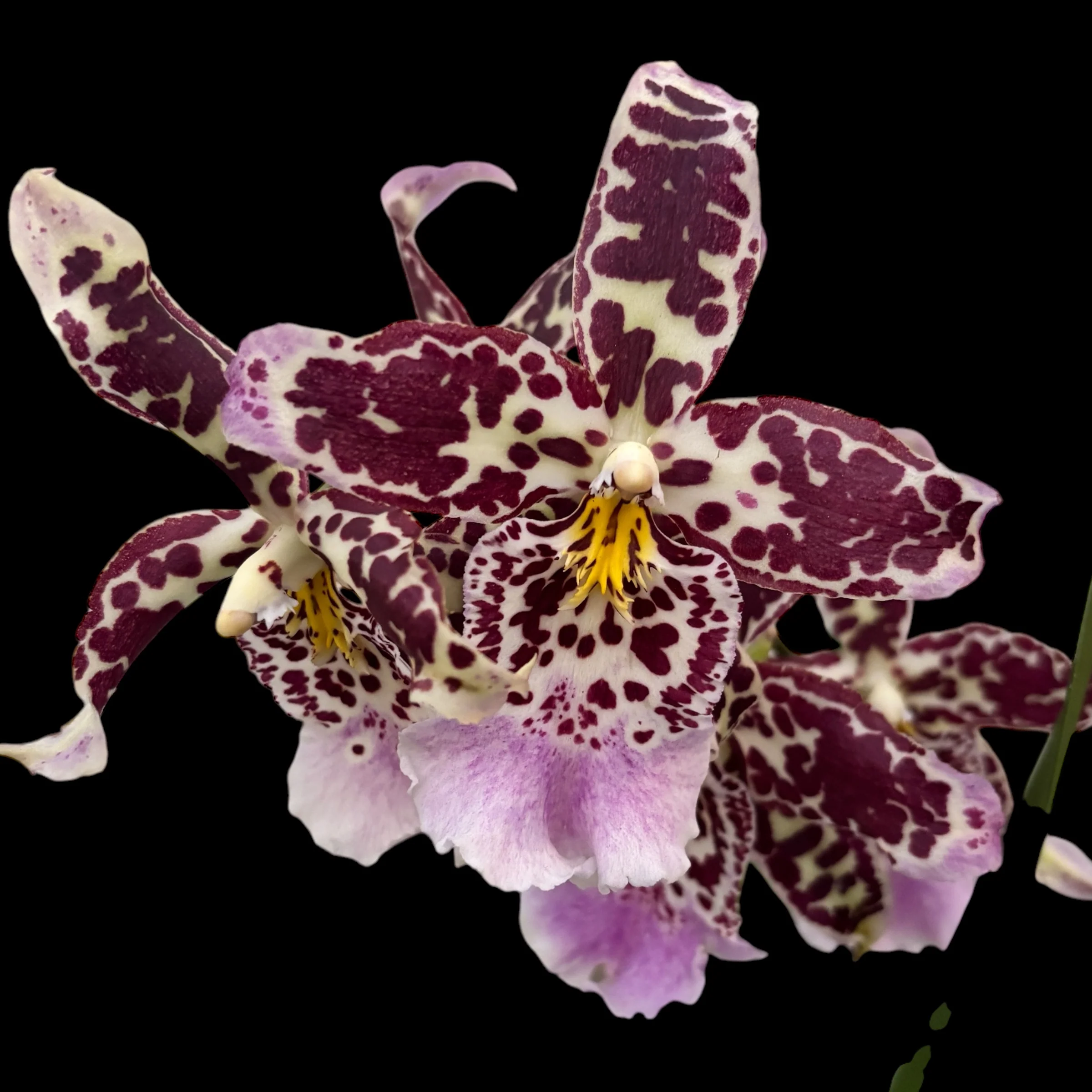 Aliceara (Beallara) parfumata – flori xl