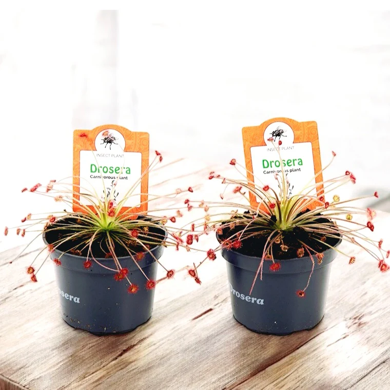 Drosera paradoxa – Roua cerului