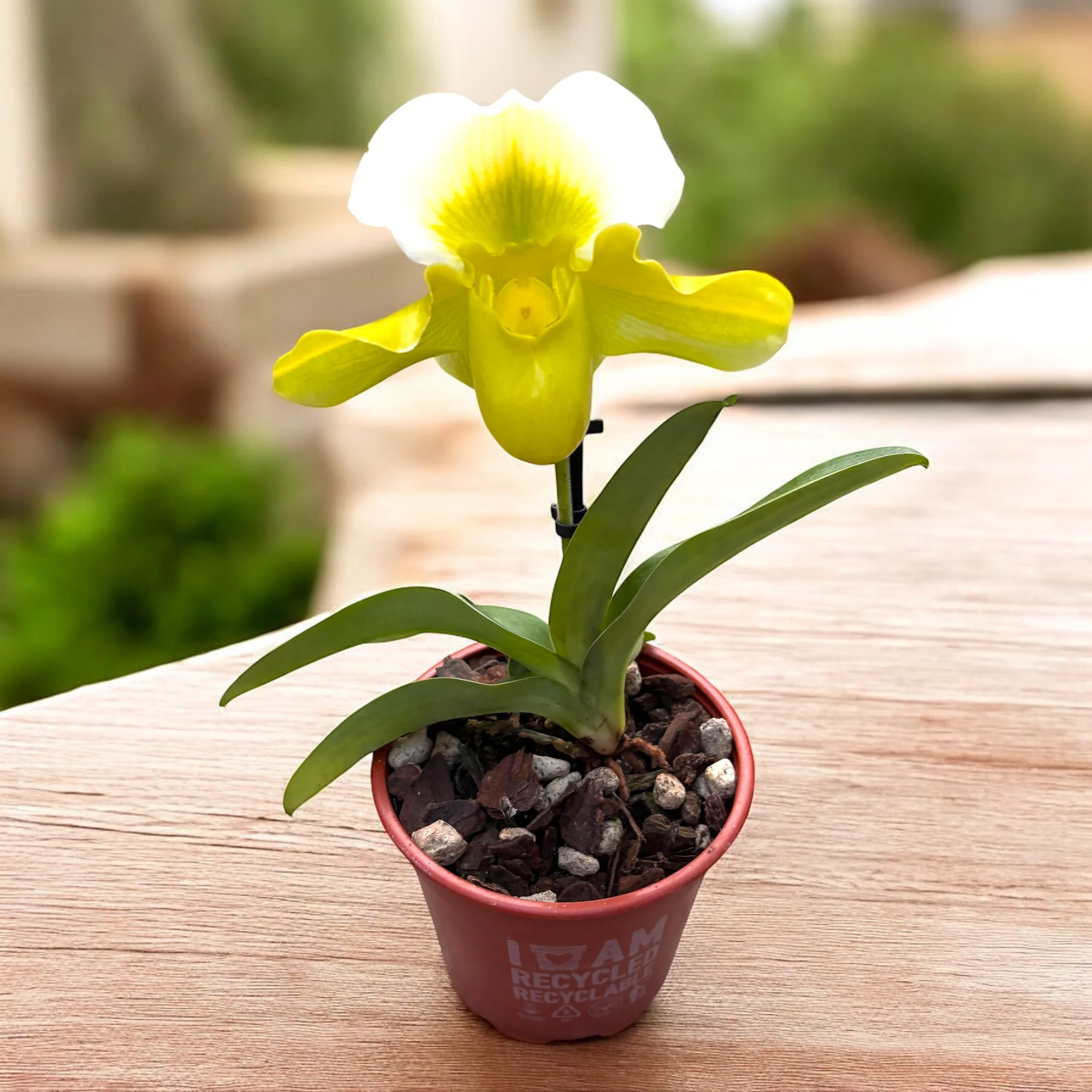 Paphiopedilum Magic Mountain-Honda Gold (Flori XL!)