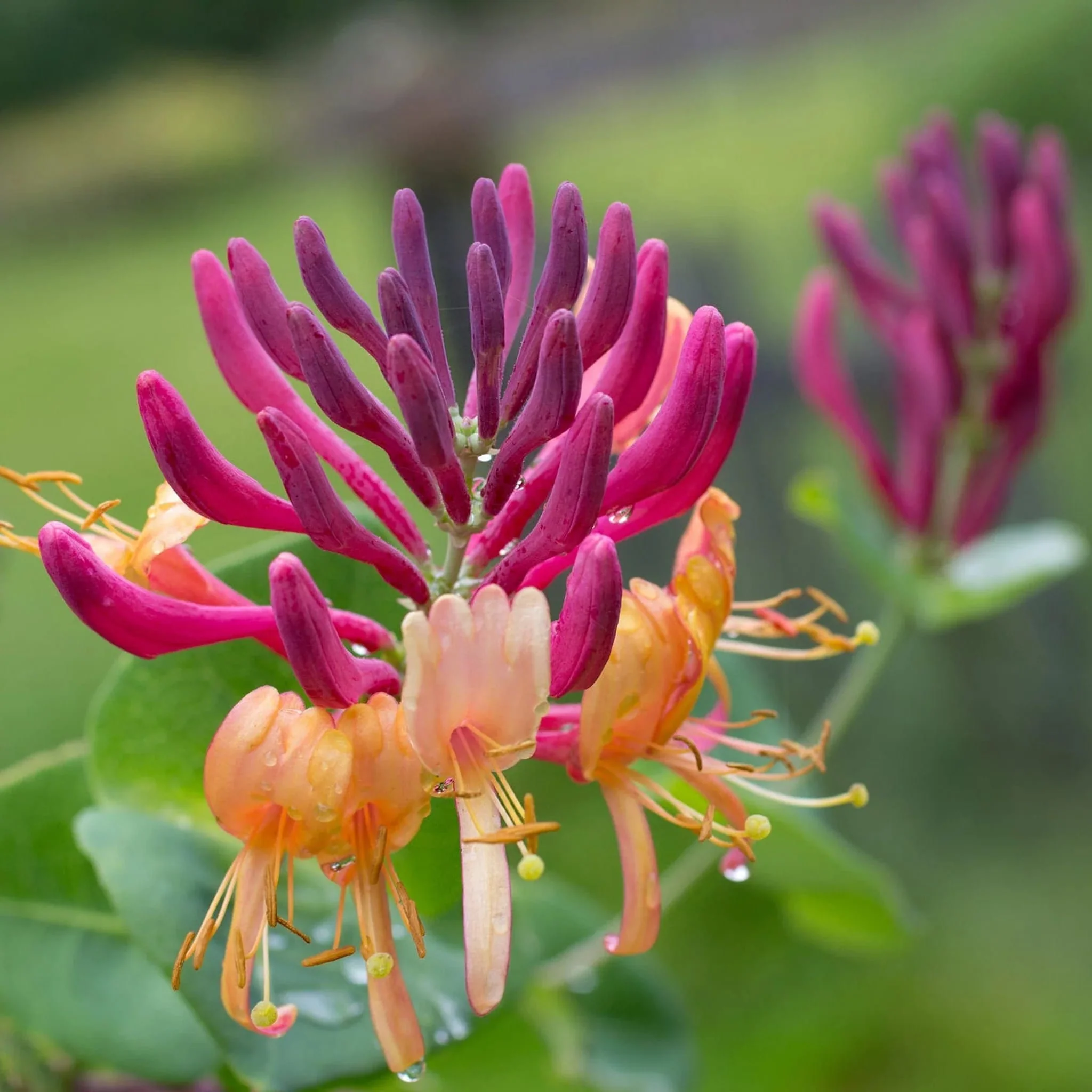 Lonicera x heckrottii 'American Beauty’ – Mana Maicii Domnului, Caprifoi
