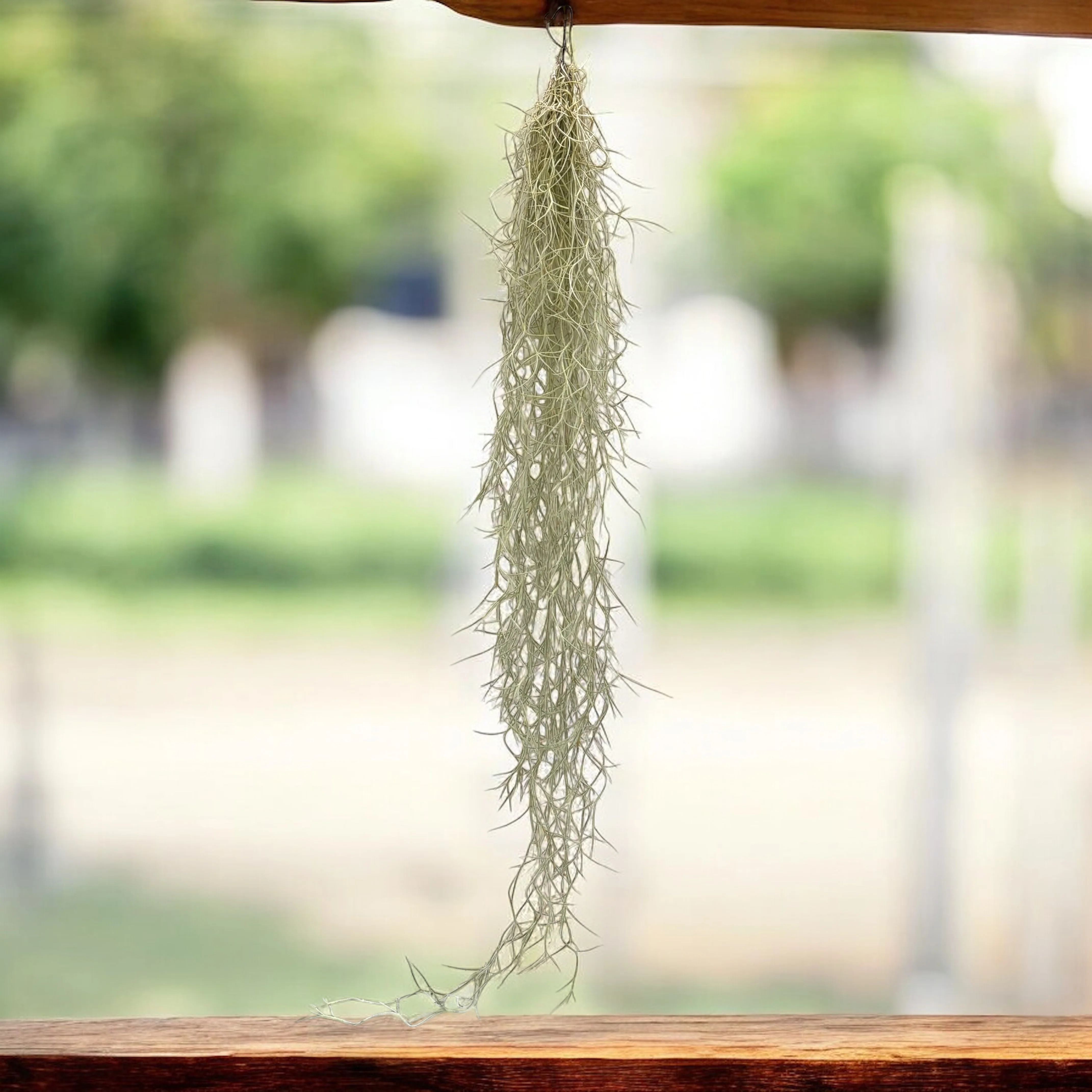 Tillandsia Usneoides (Spanish Moss – Muschi Spaniol) XL