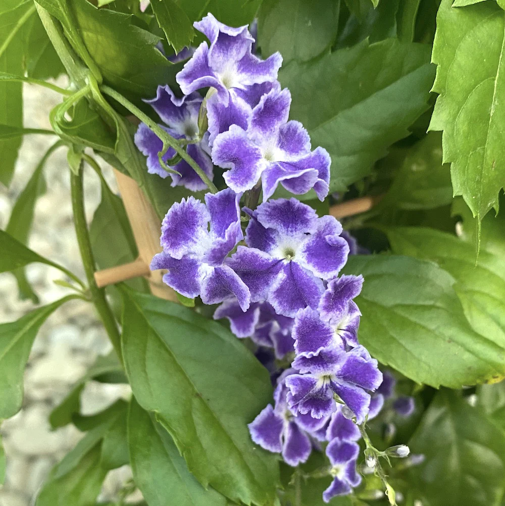 Duranta erecta * flori parfumate