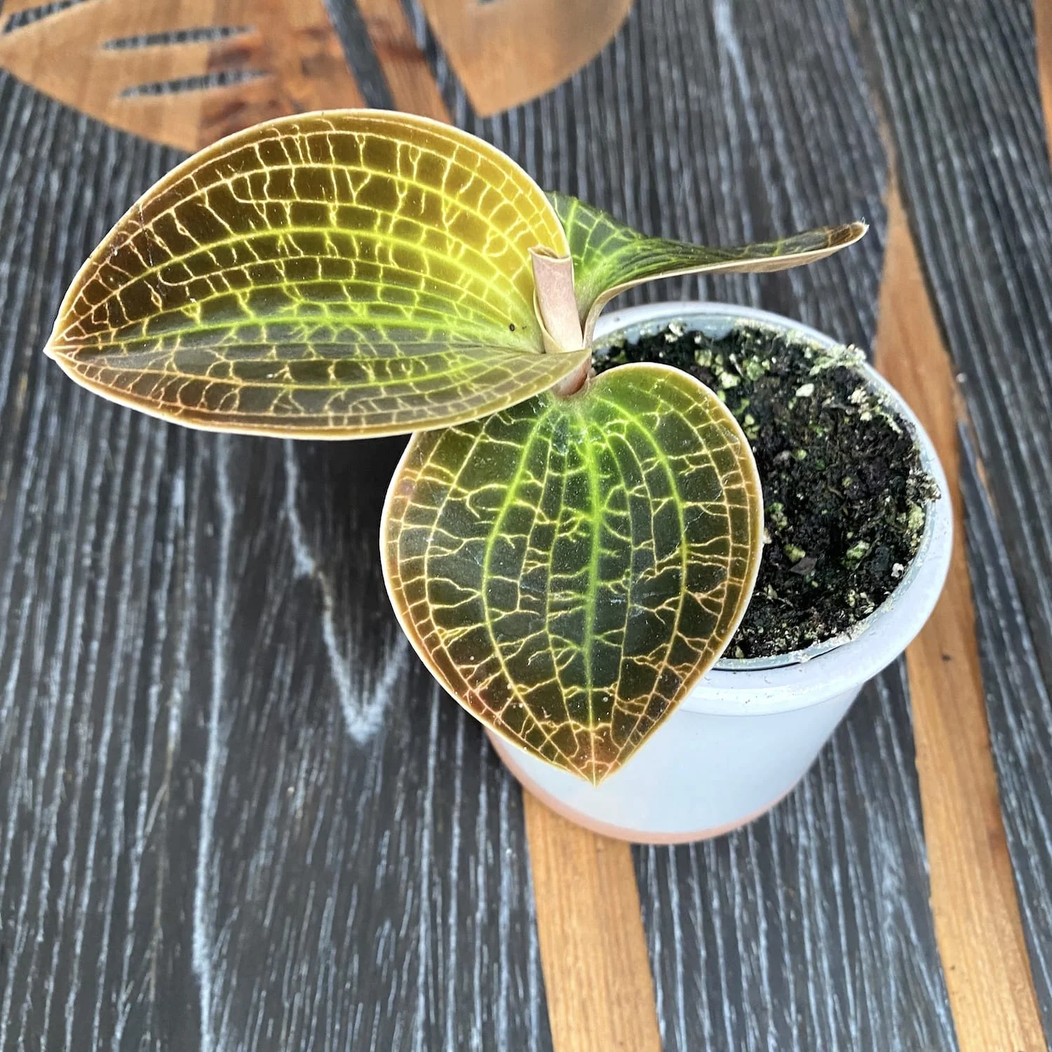Anoectochilus siamensis x Macodes petola (Jewel Orchid)