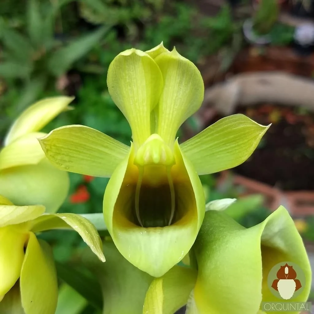 Catasetum wendlingeri 'Jumbo’ – flori parfumate