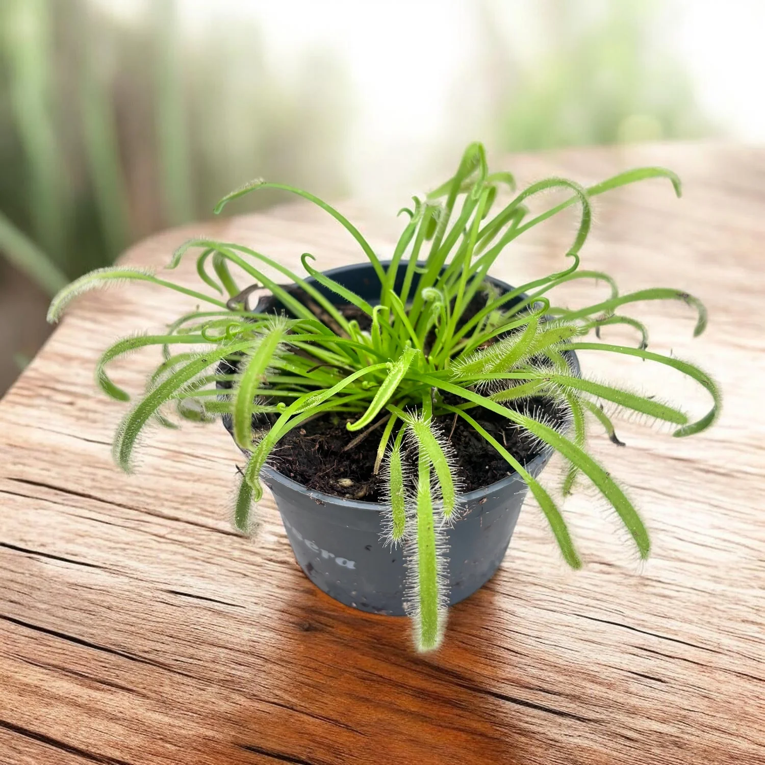 Drosera capensis ‘Alba’ (Roua cerului alba) – planta carnivora cu capcane lipicioase