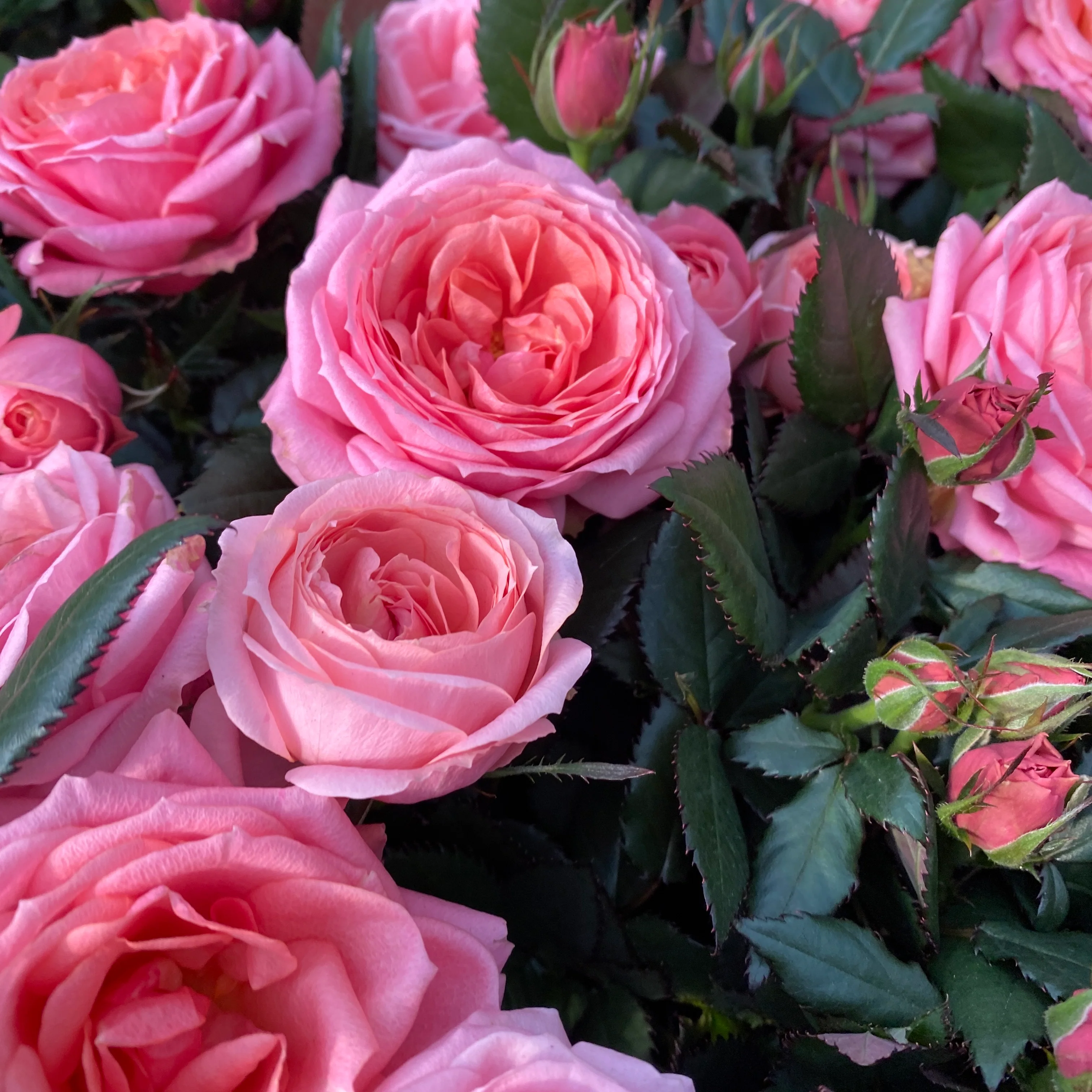 Trandafiri Rosa Kordana Grande Adele – flori parfumate si mari