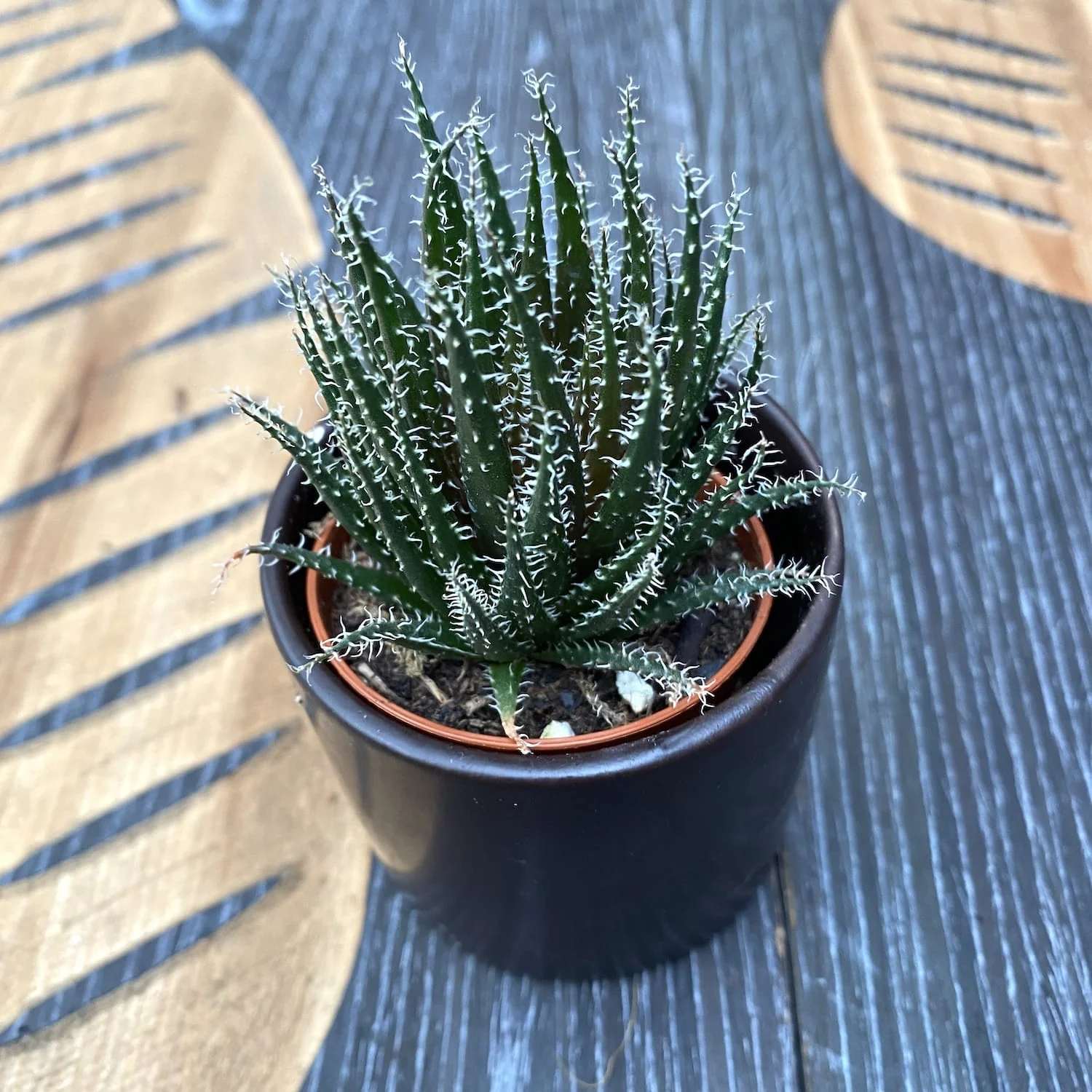 Aloe Haworthioides
