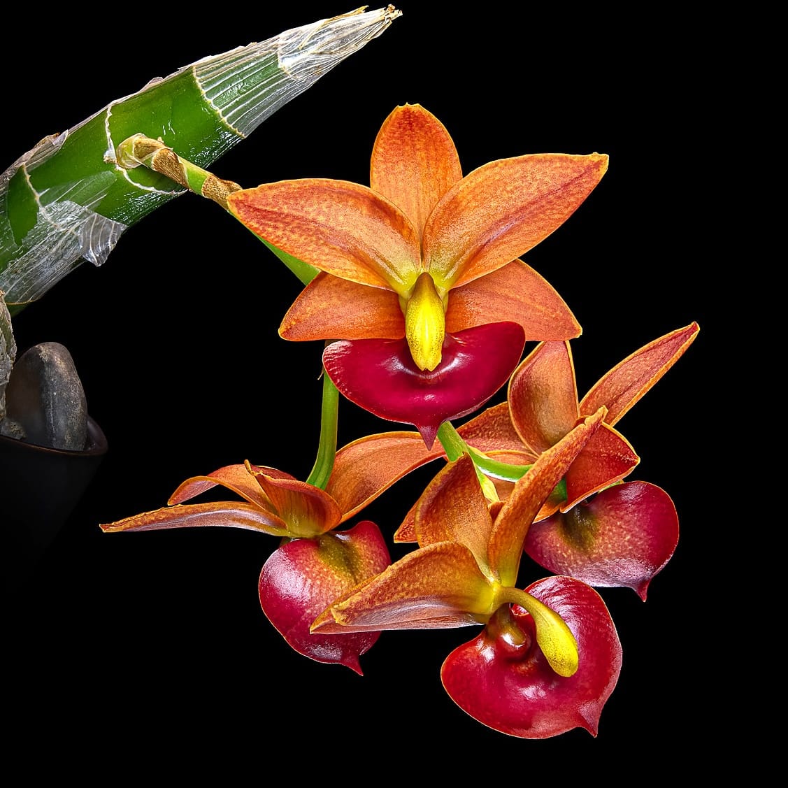 Cycnodes Taiwan Gold 'Orange’ – parfumata