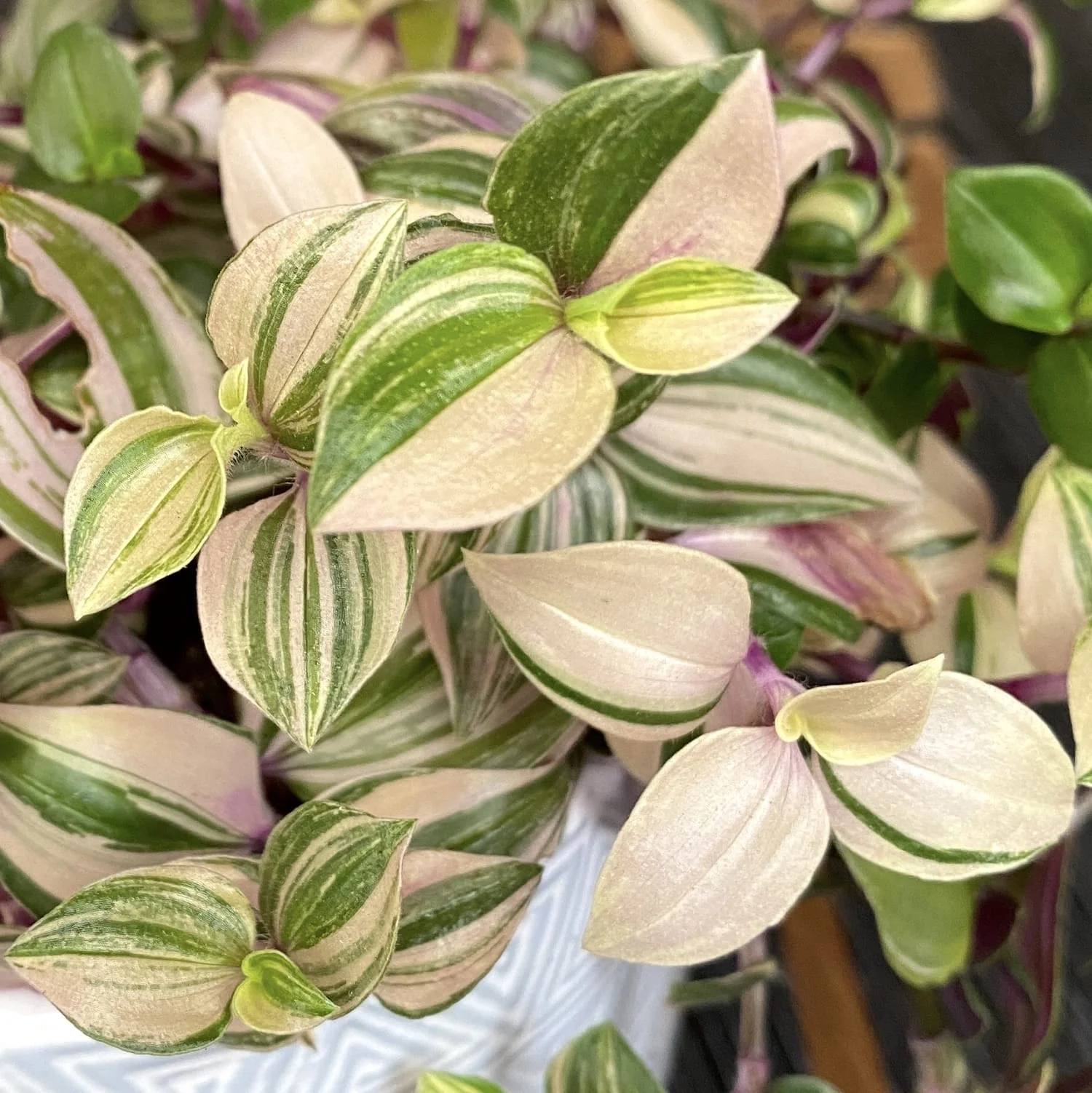 Tradescantia fluminensis 'Quadricolor’ *babyplant