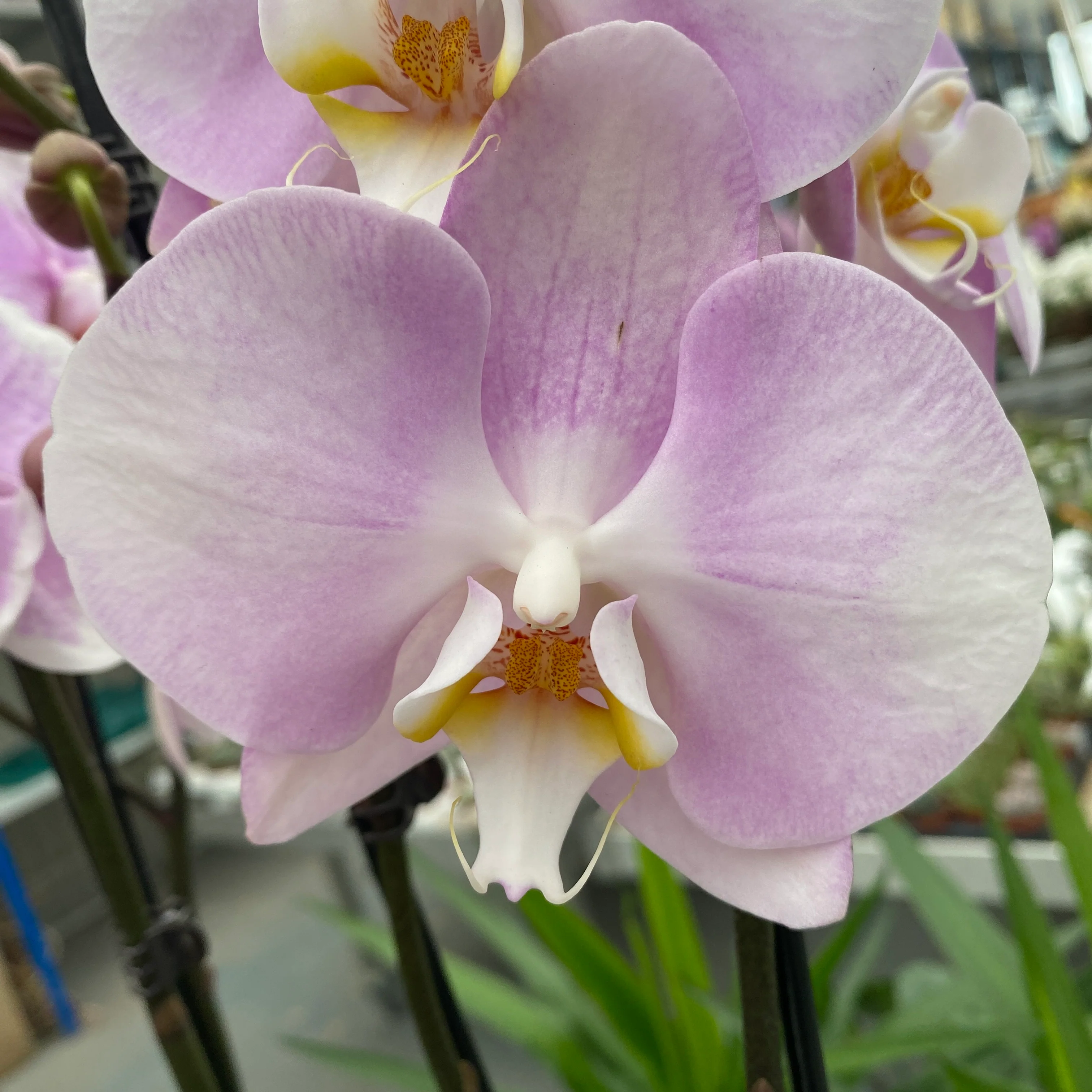 Phalaenopsis Mellowstar
