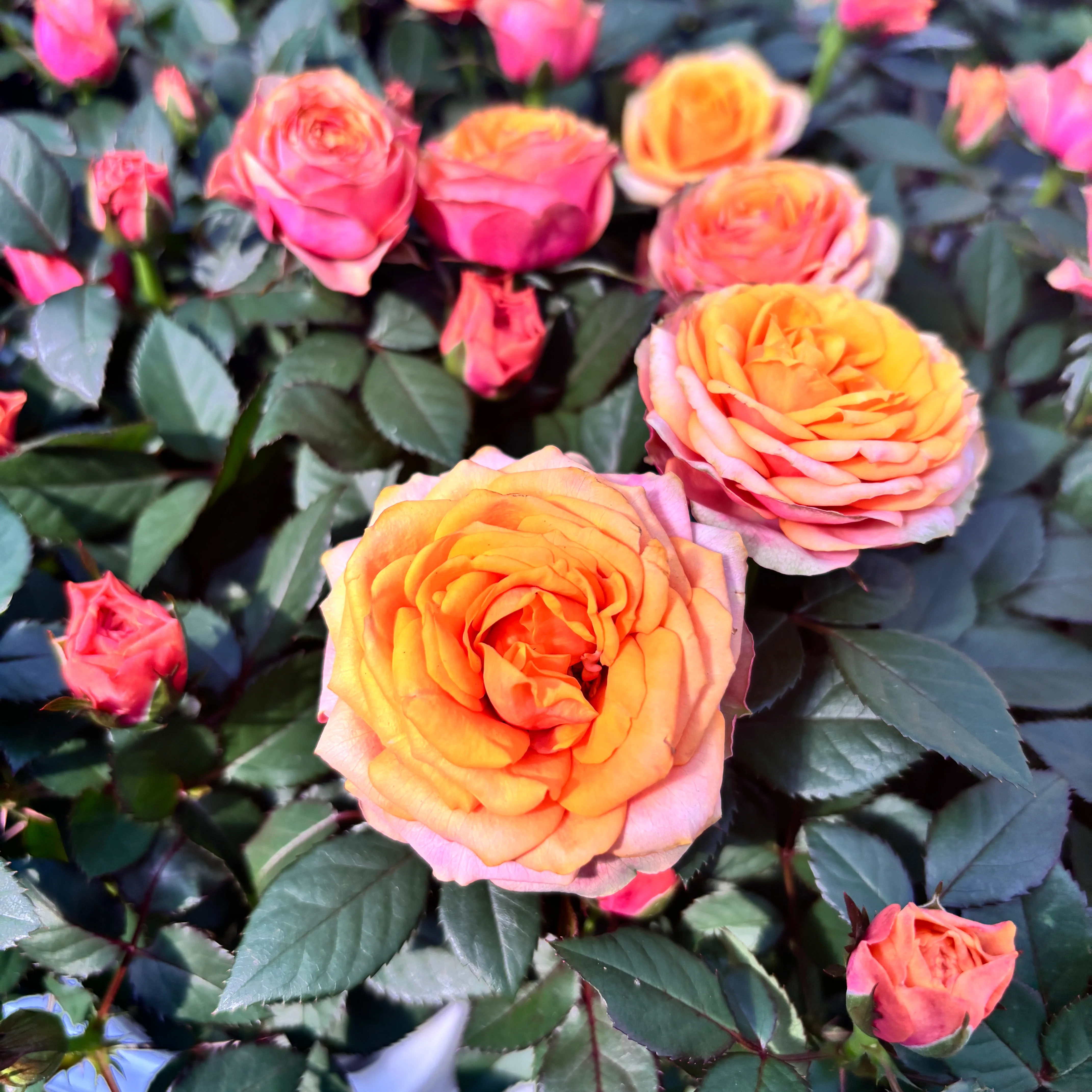Trandafiri pitici Rosa ‘Firebird’ (Kordana Grande) – flori mari si parfumate