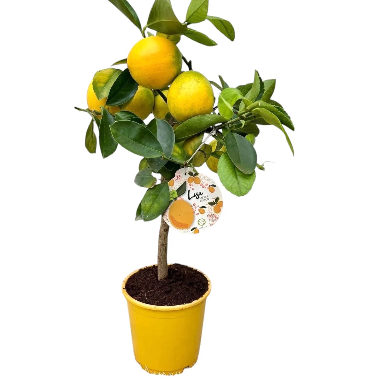 Lamai pe picior Citrus lemon 'Meyer’ (Lisa) – fructificari abundente, fructe suculente