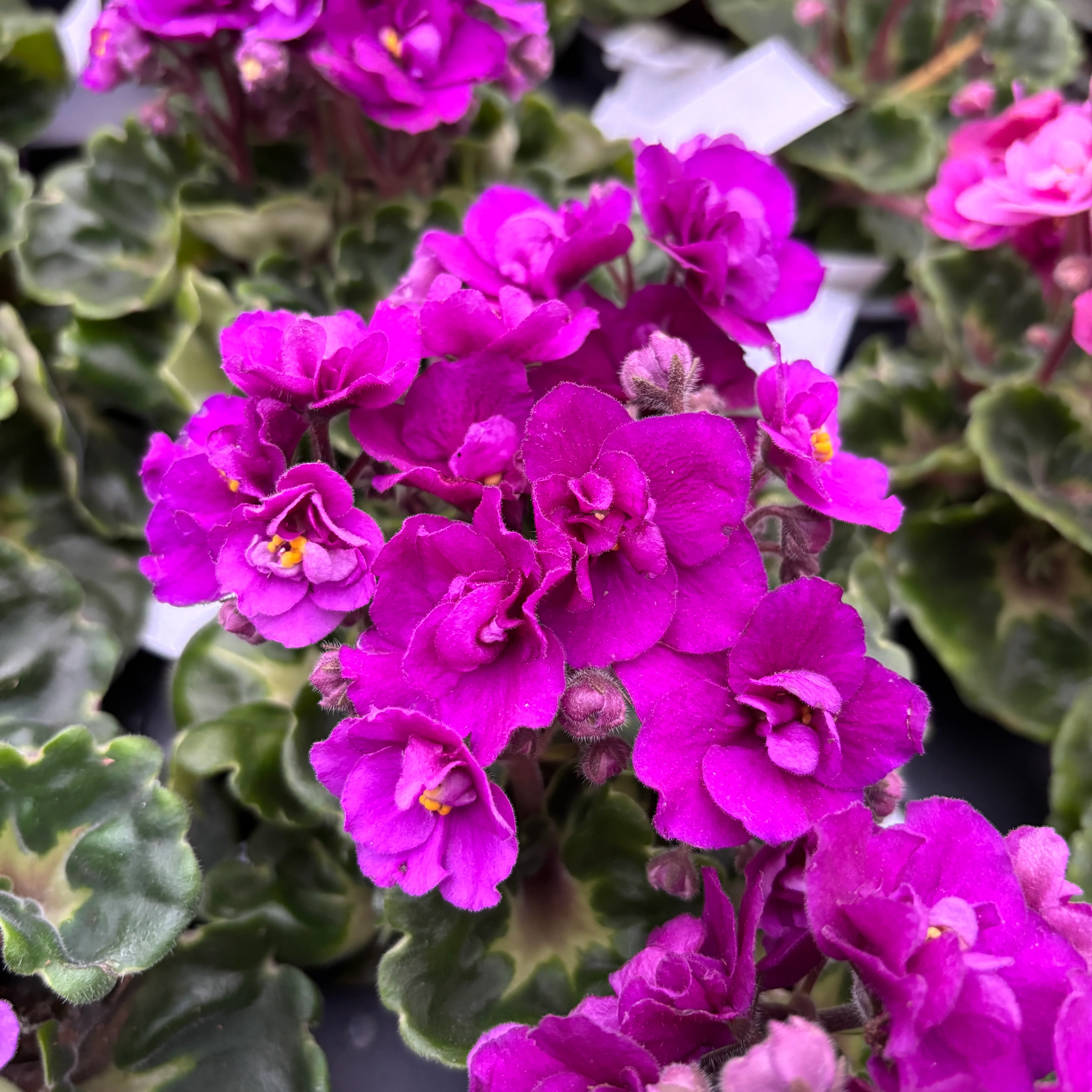 Saintpaulia Rococo Cyclam – Violete de Parma cu flori duble