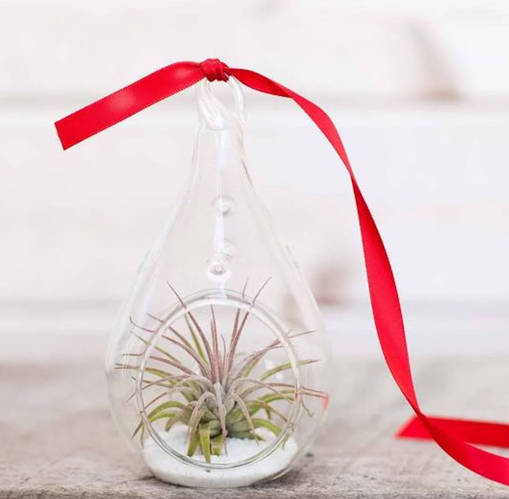 Terrarium forma lacrima – tillandsia air plant
