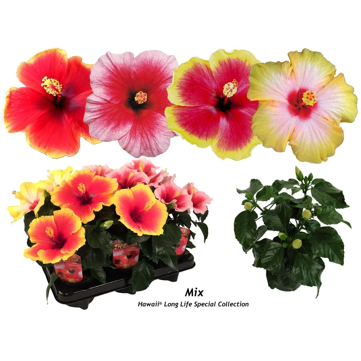 Hibiscus Hawaii 'Long Life’ mix