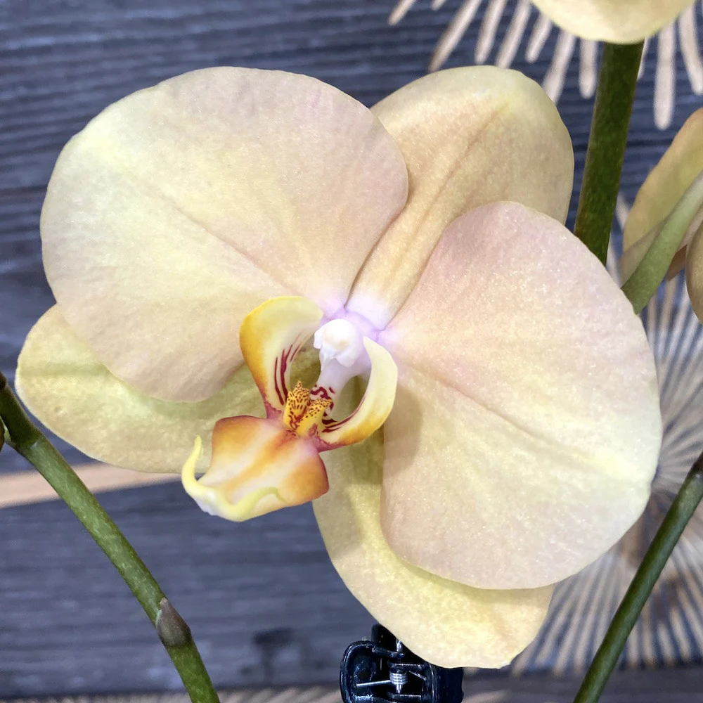 Phalaenopsis African Sunset